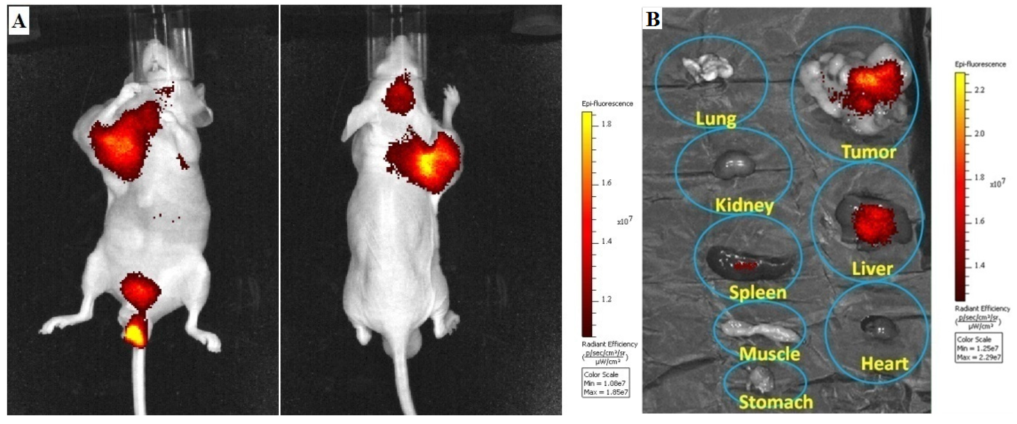 Molecules 18 06425 g007