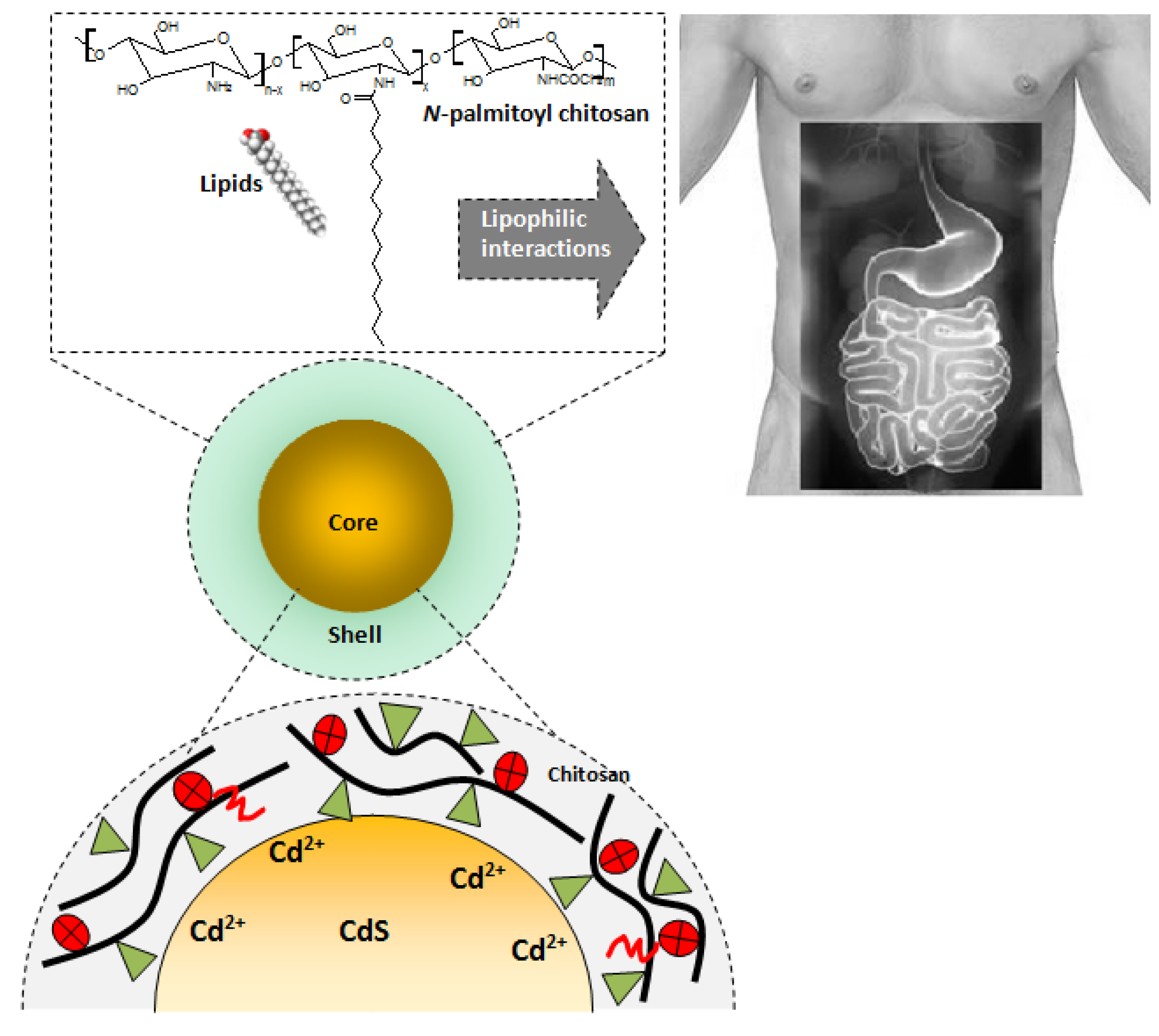 Molecules 18 06550 g012