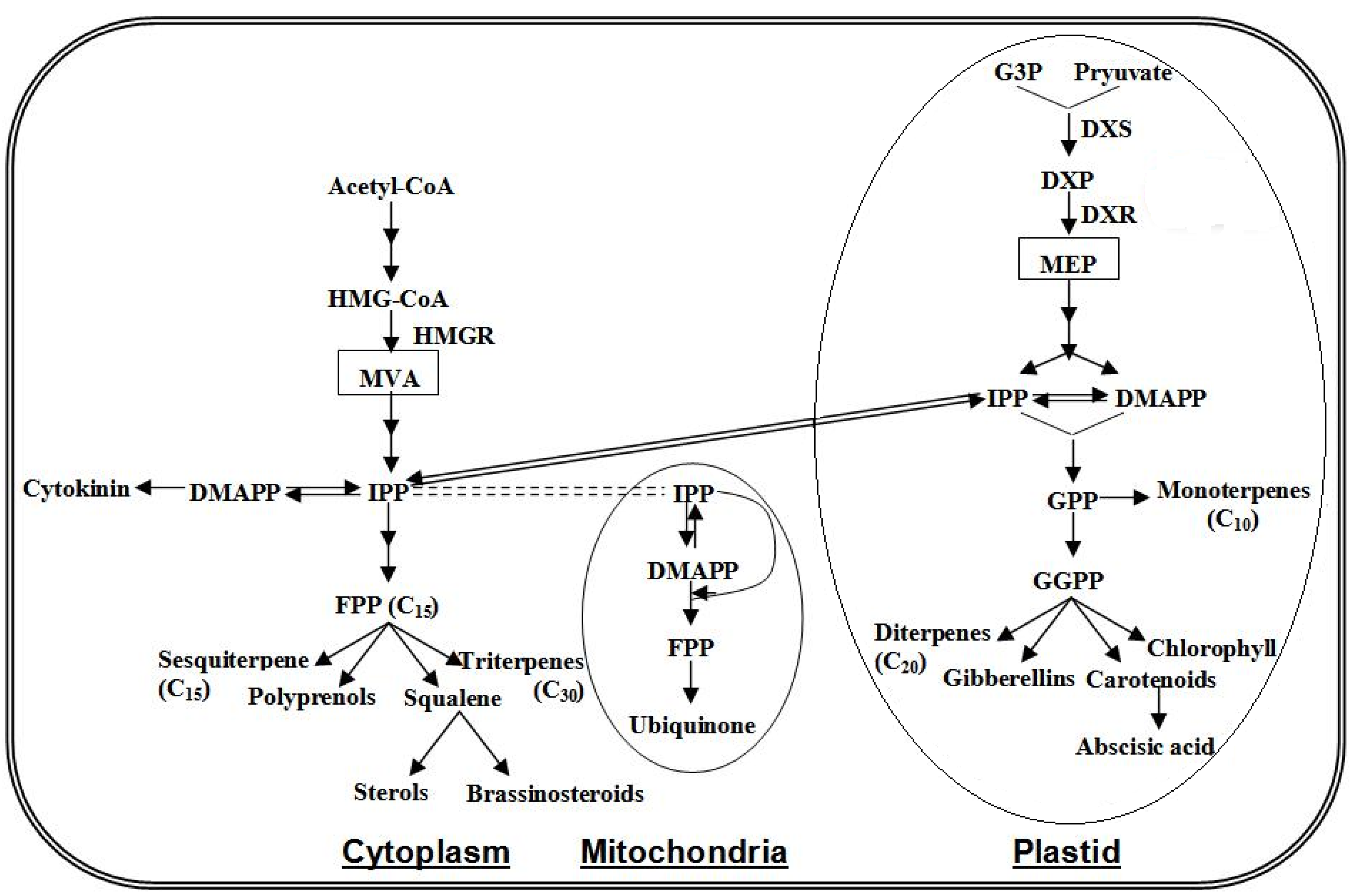Molecules 18 08200 g003