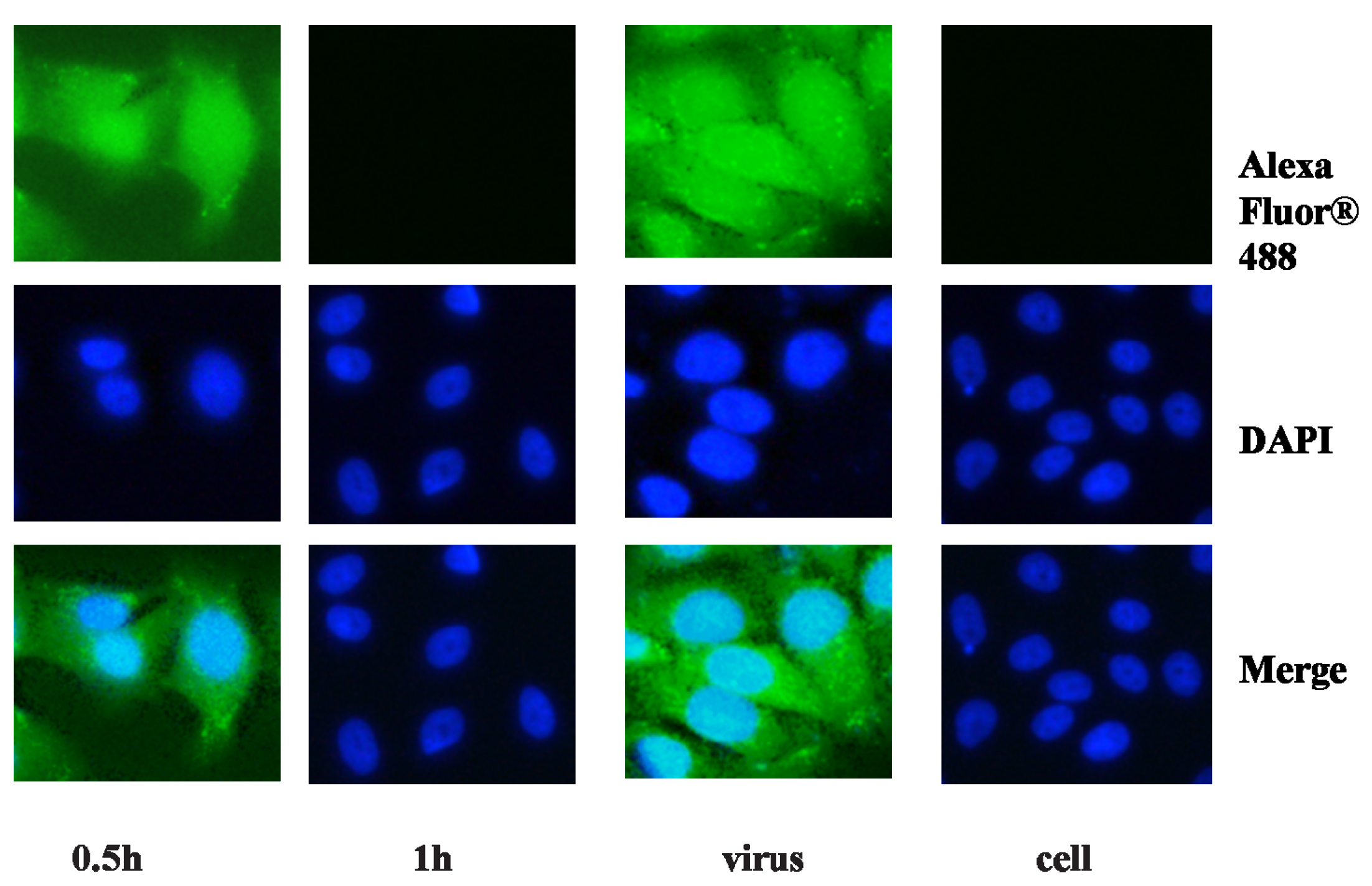 Molecules 18 09550 g003