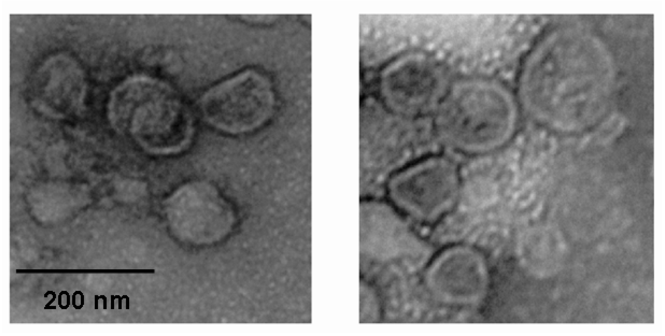 Molecules 18 09550 g004