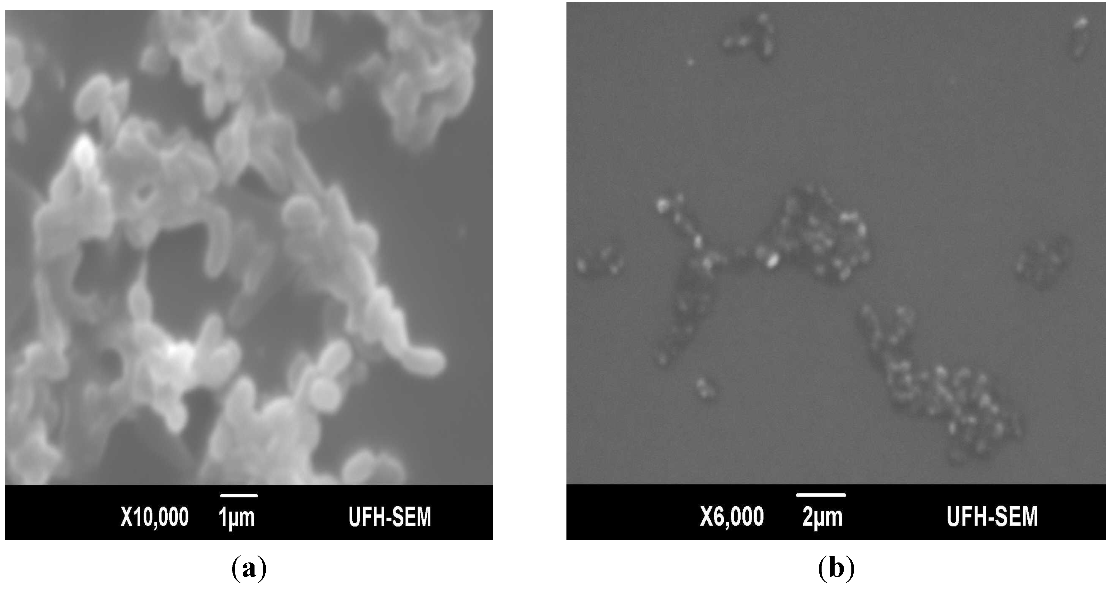 Molecules 18 09582 g001 550