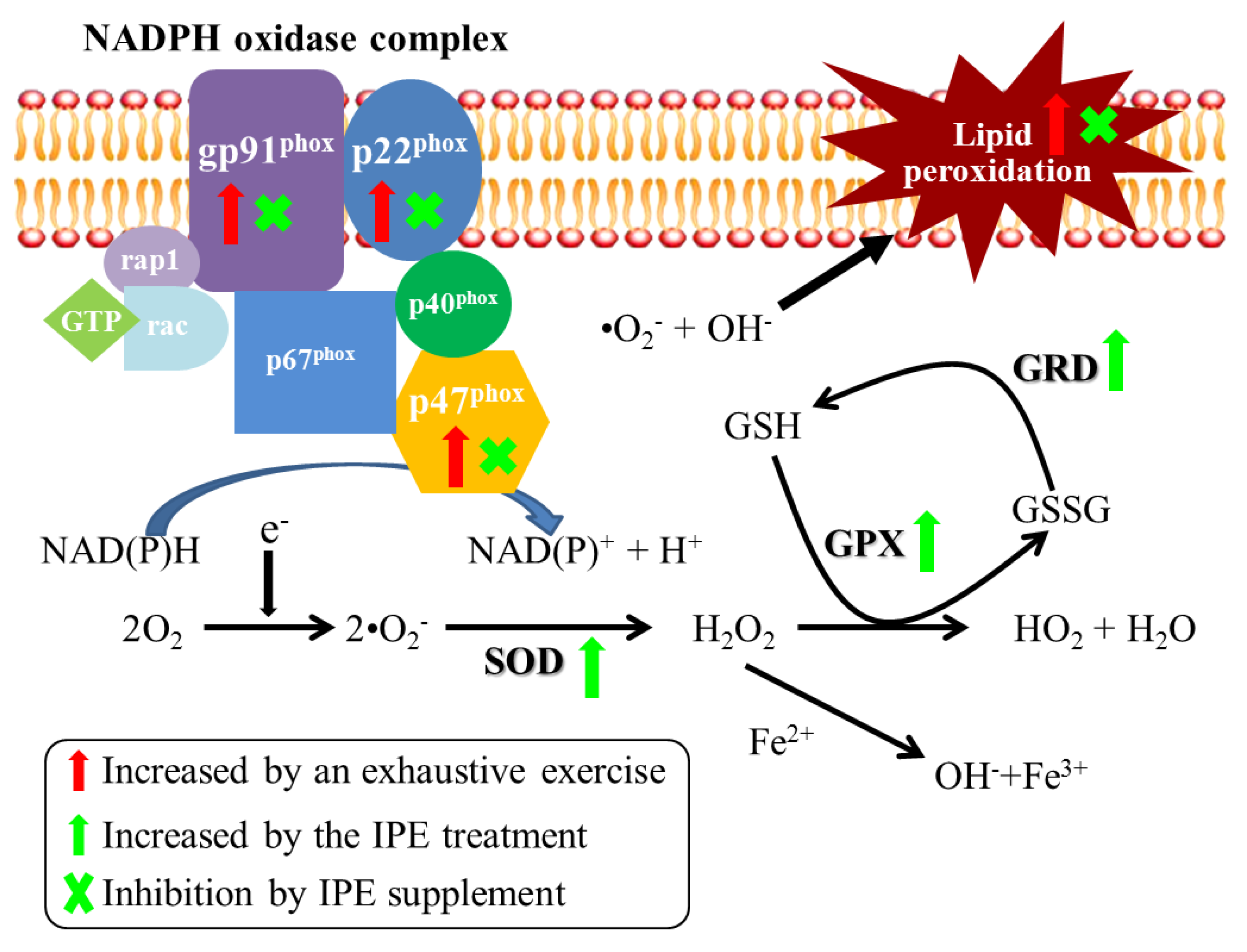 Molecules Free Full Text Hepatoprotective Effects Of Ixora Parviflora Extract Against Exhaustive Exercise Induced Oxidative Stress In Mice Html Molecules Free Full Text Hepatoprotective Effects Of Ixora Parviflora Extract Against Exhaustive Exercise Induced Oxidative Stress In Mice Html