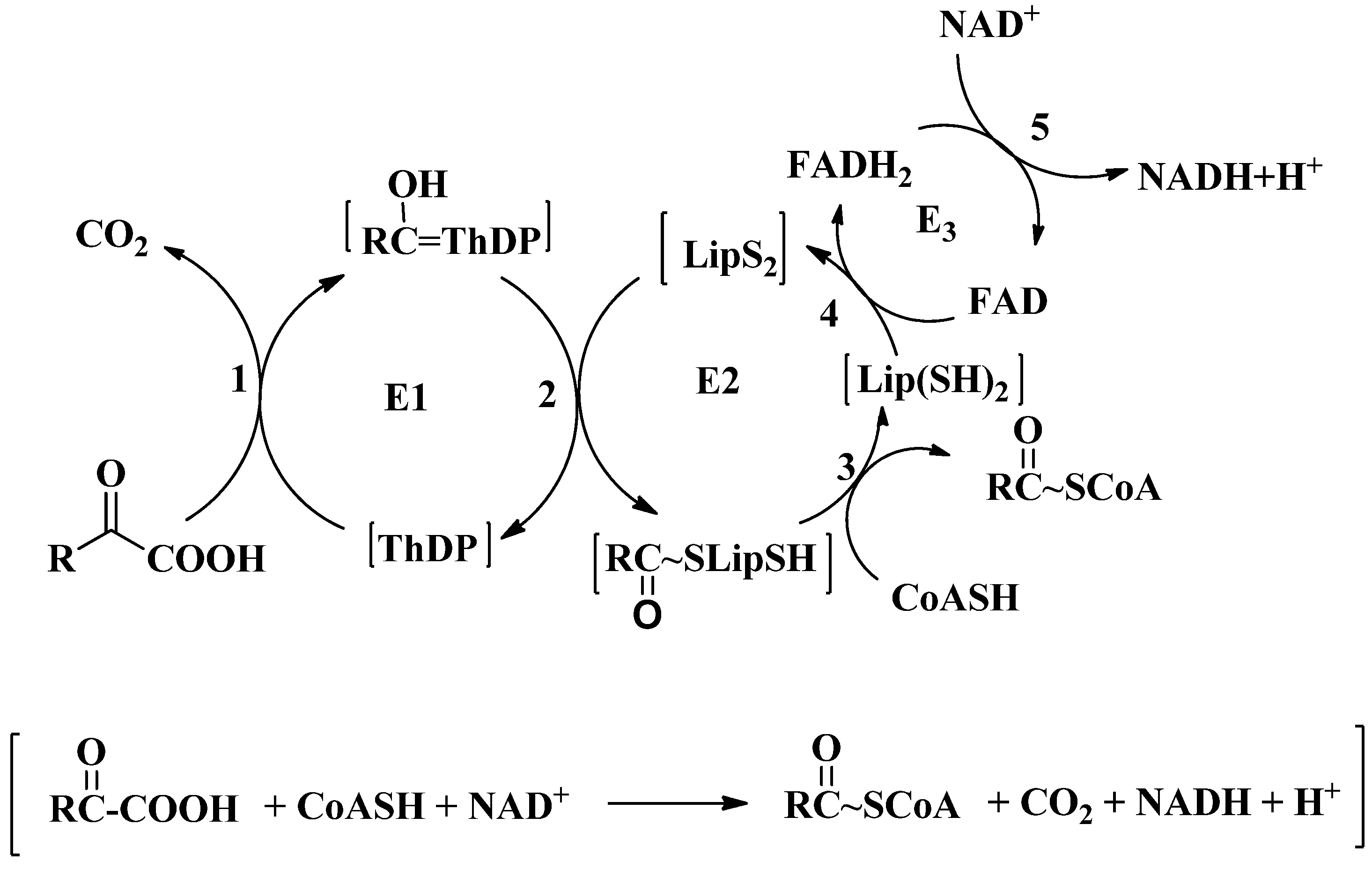 32 Label This Diagram Of The Reaction Catalyzed By The E2 Component Of Pyruvate Dehydrogenase Labels Design Ideas 2020