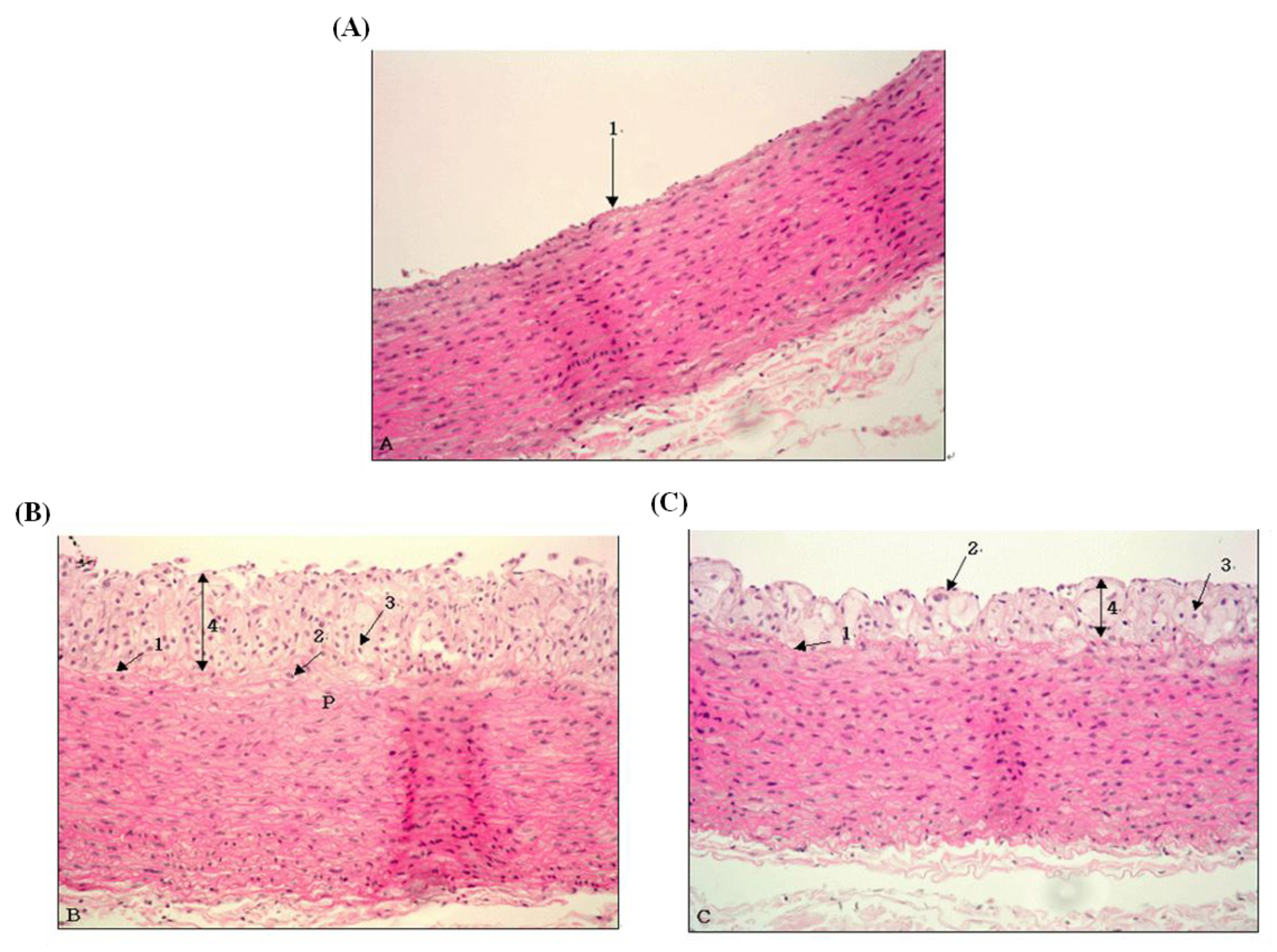 Molecules 18 12548 g002