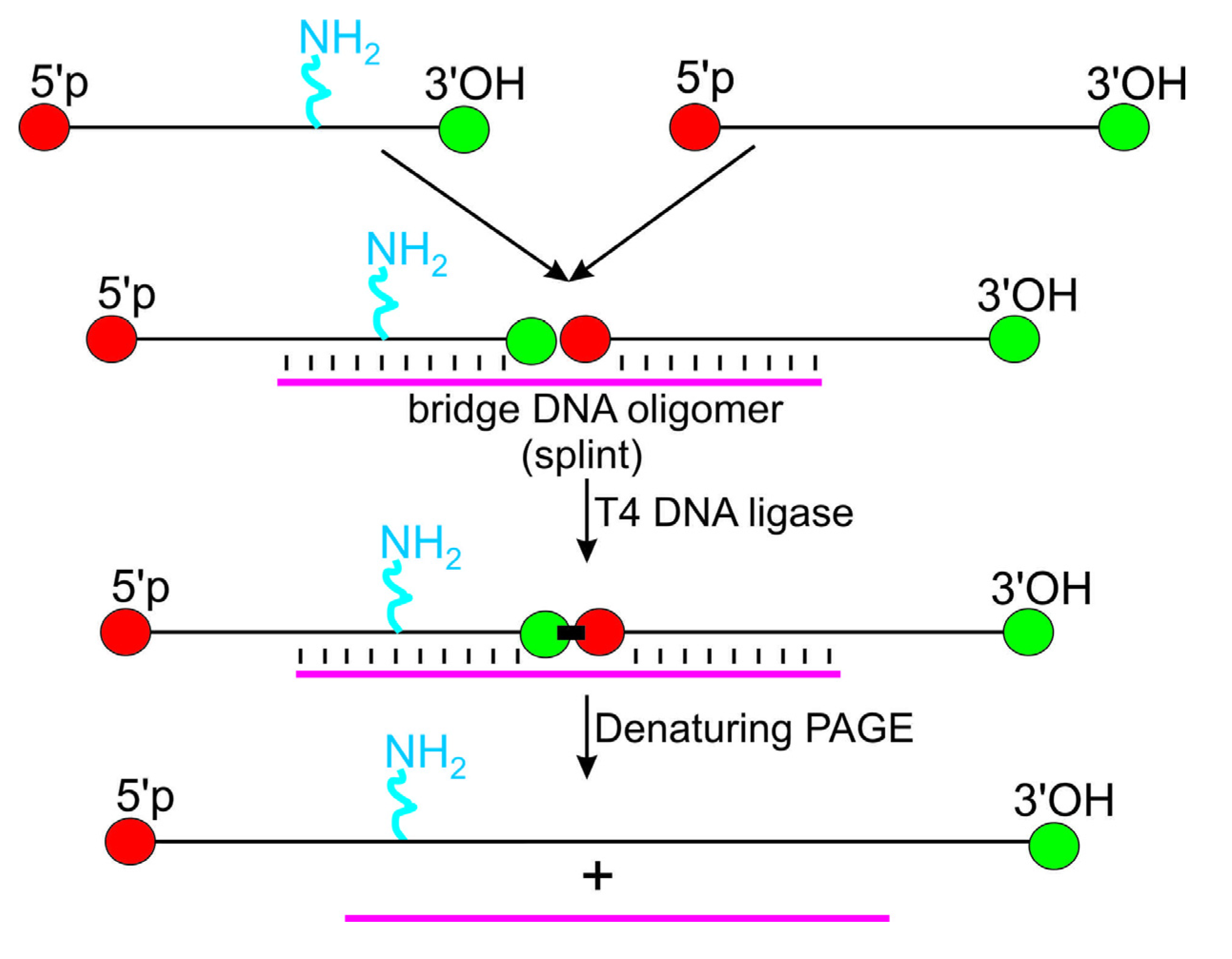 Molecules 18 14455 g003