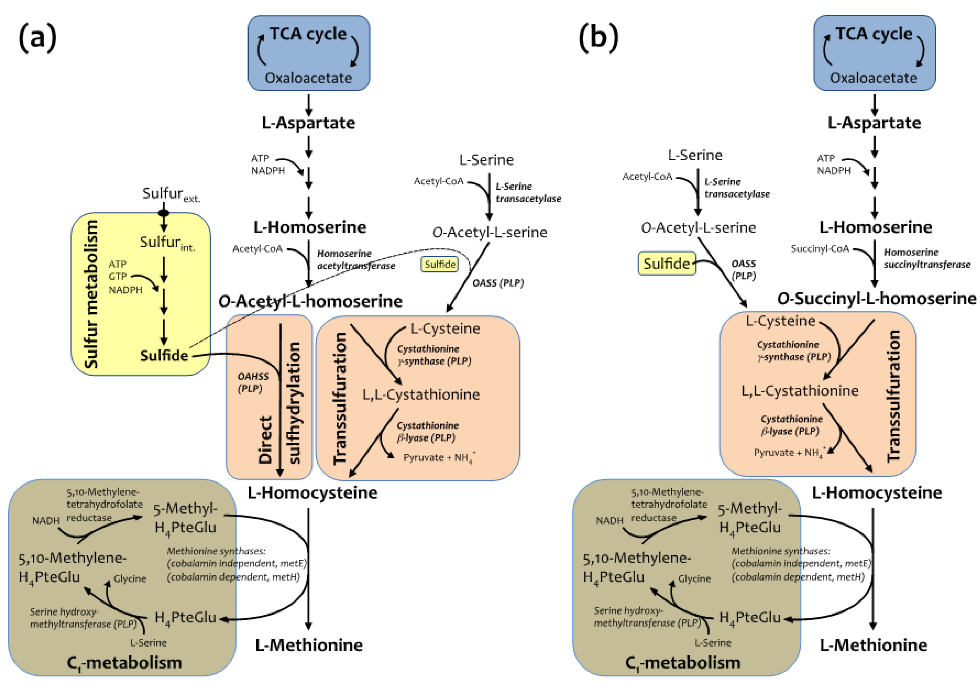 Molecules 19 01004 g001