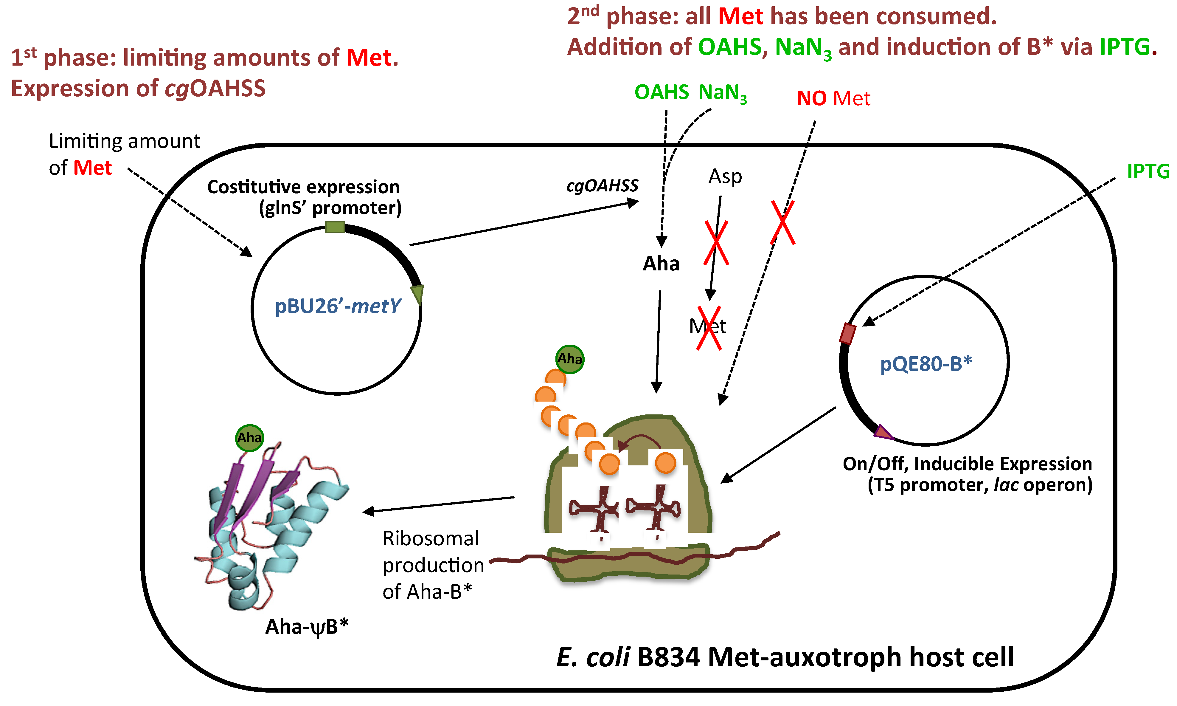 Molecules 19 01004 g003