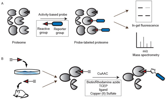 Molecules | Free Full-Text | Applications of Copper-Catalyzed 