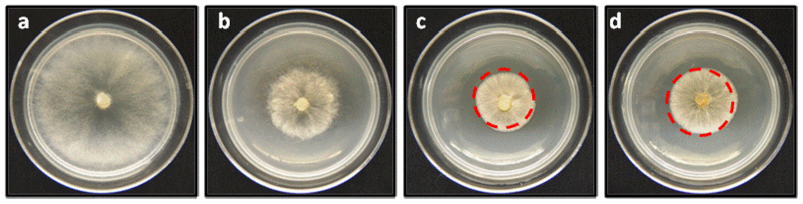 Molecules 19 01512 g006