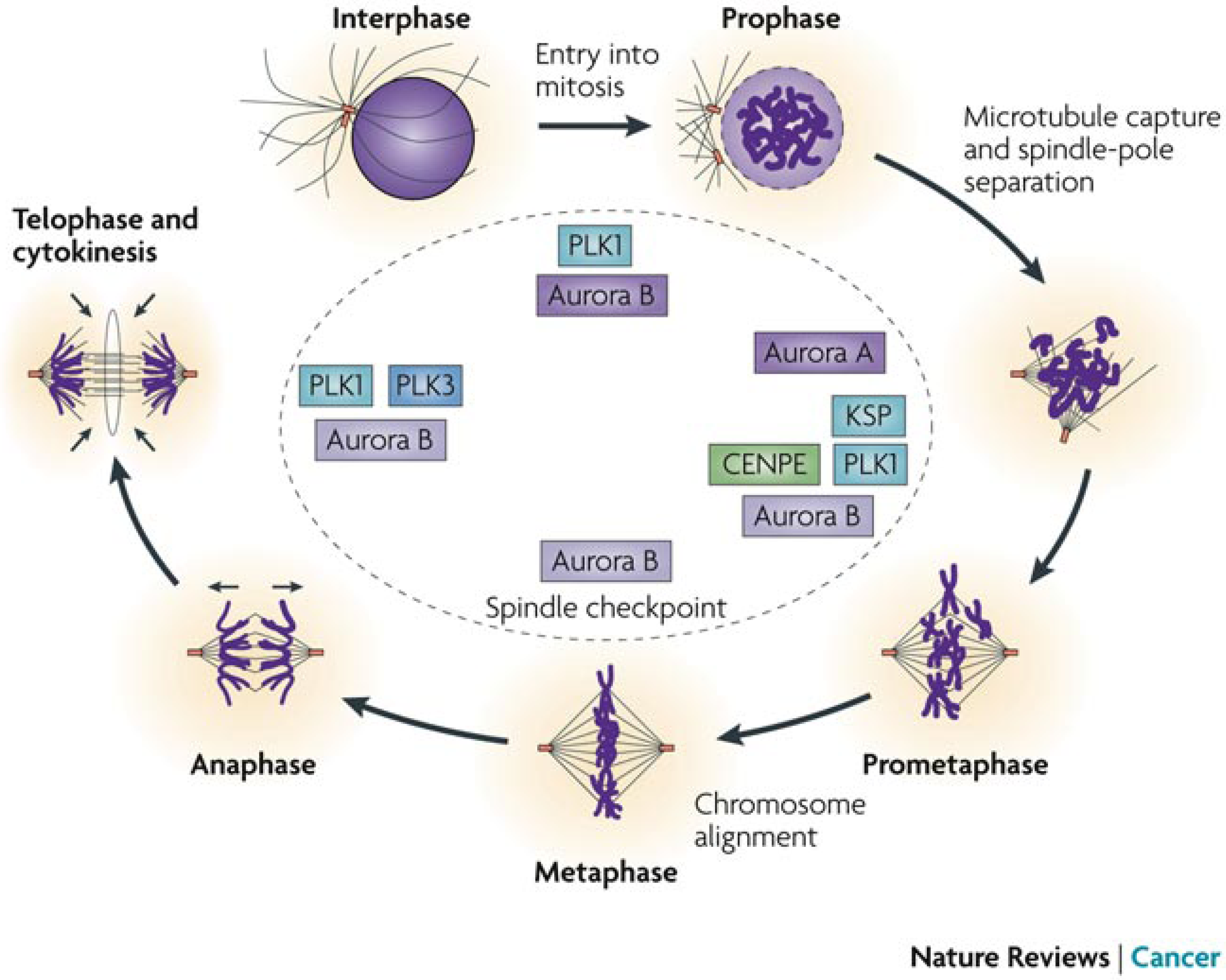 Molecules 19 01544 g007