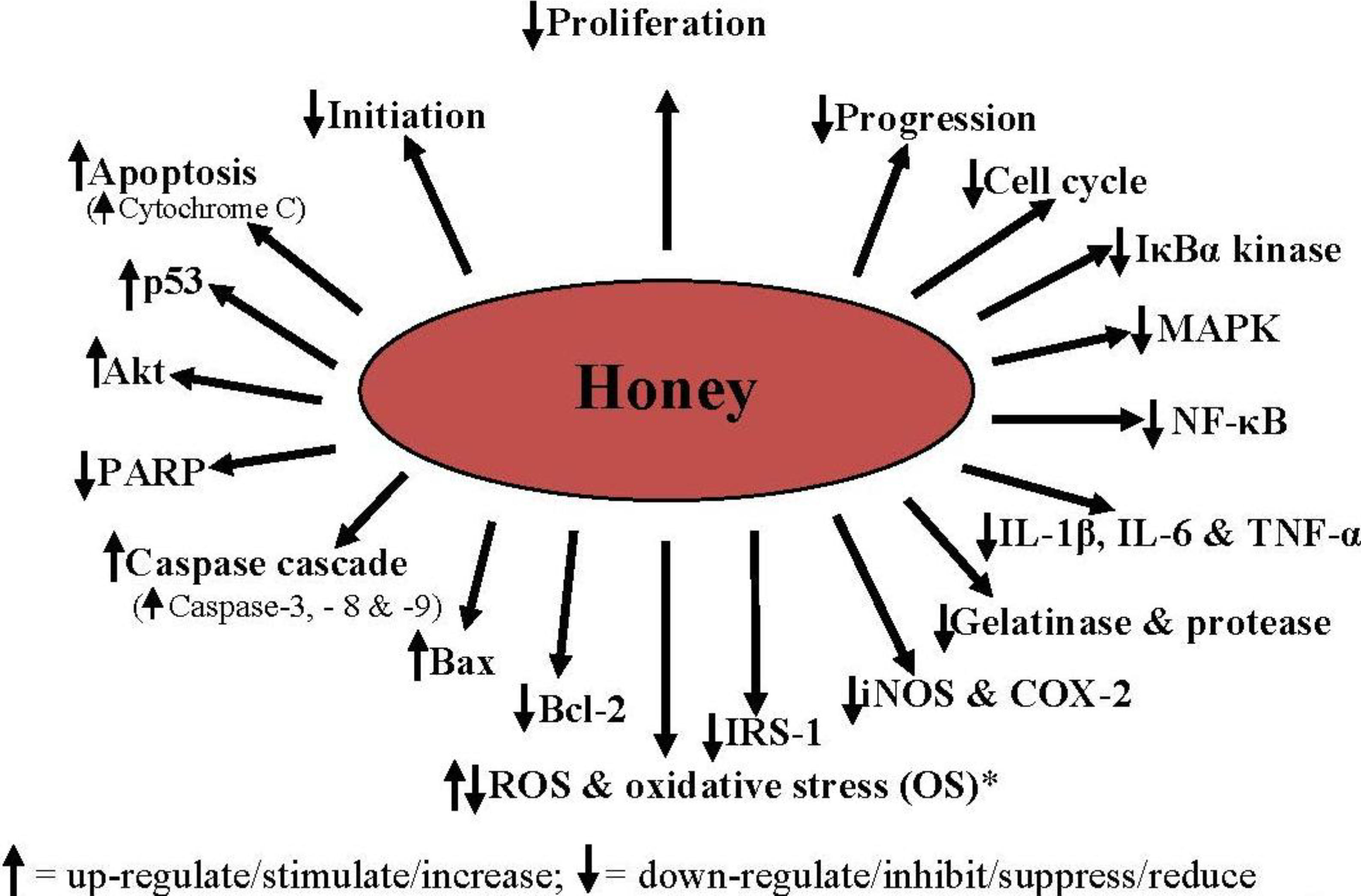 Unlocking The Potential Of Blood Honey Strain