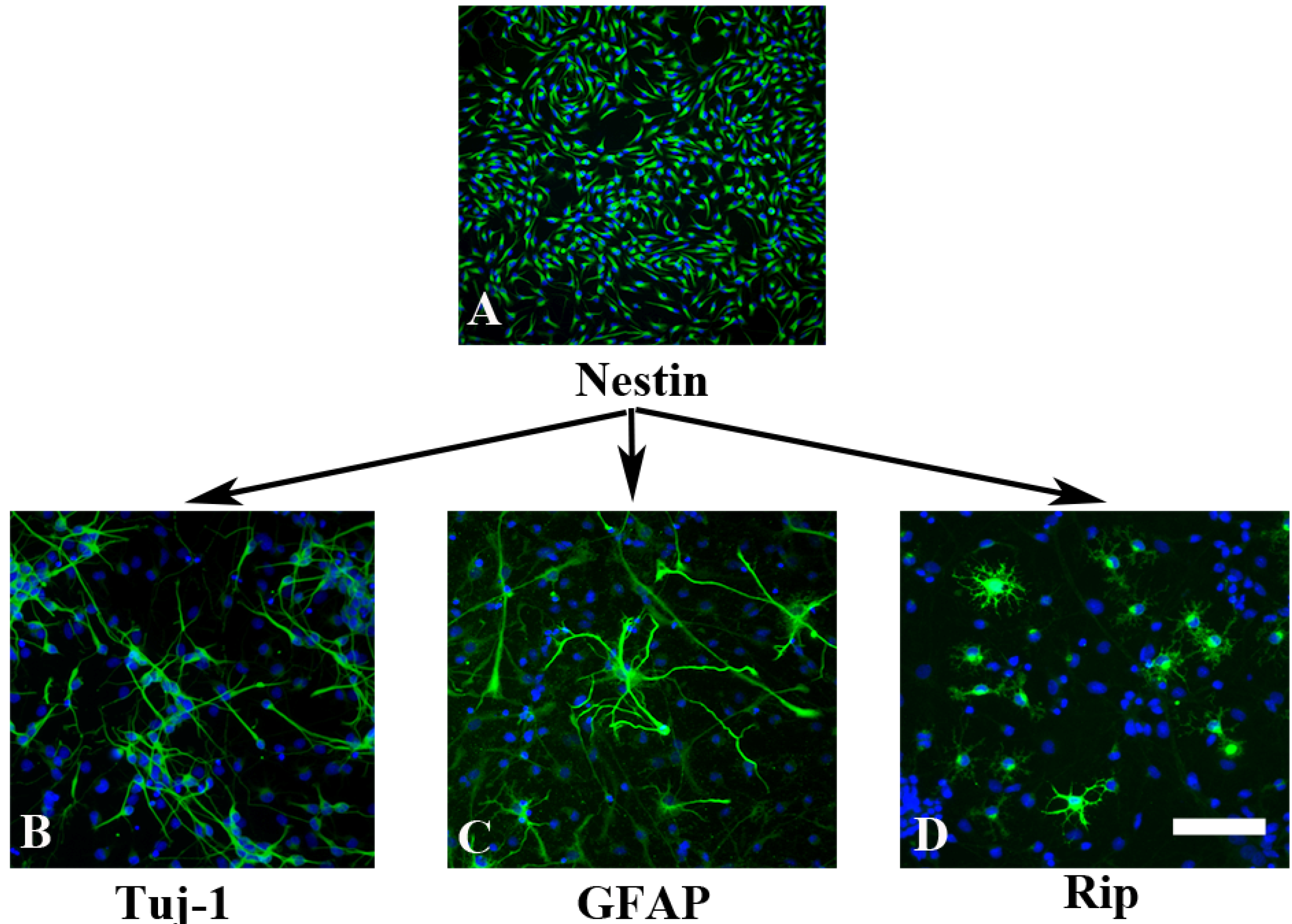 Molecules 19 03012 g001