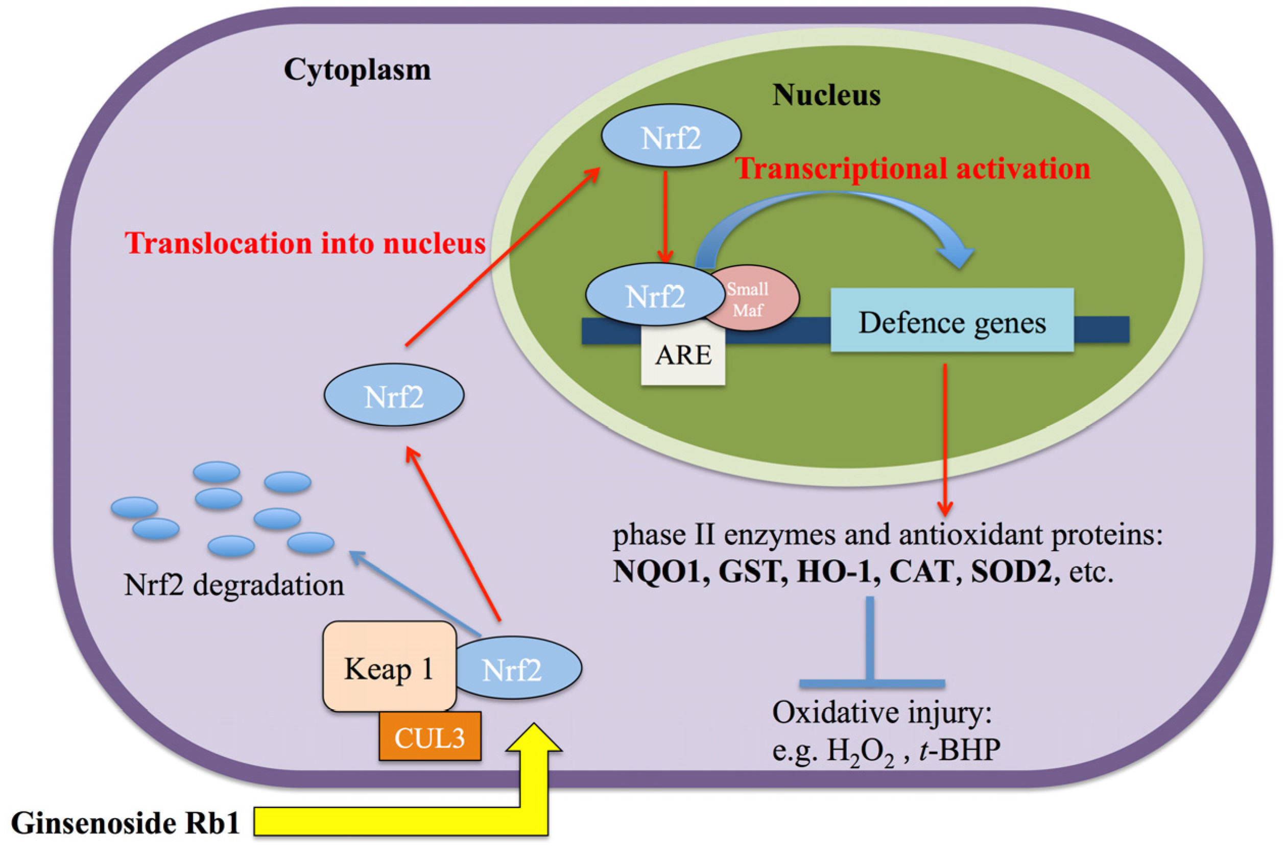 Molecules 19 03012 g006