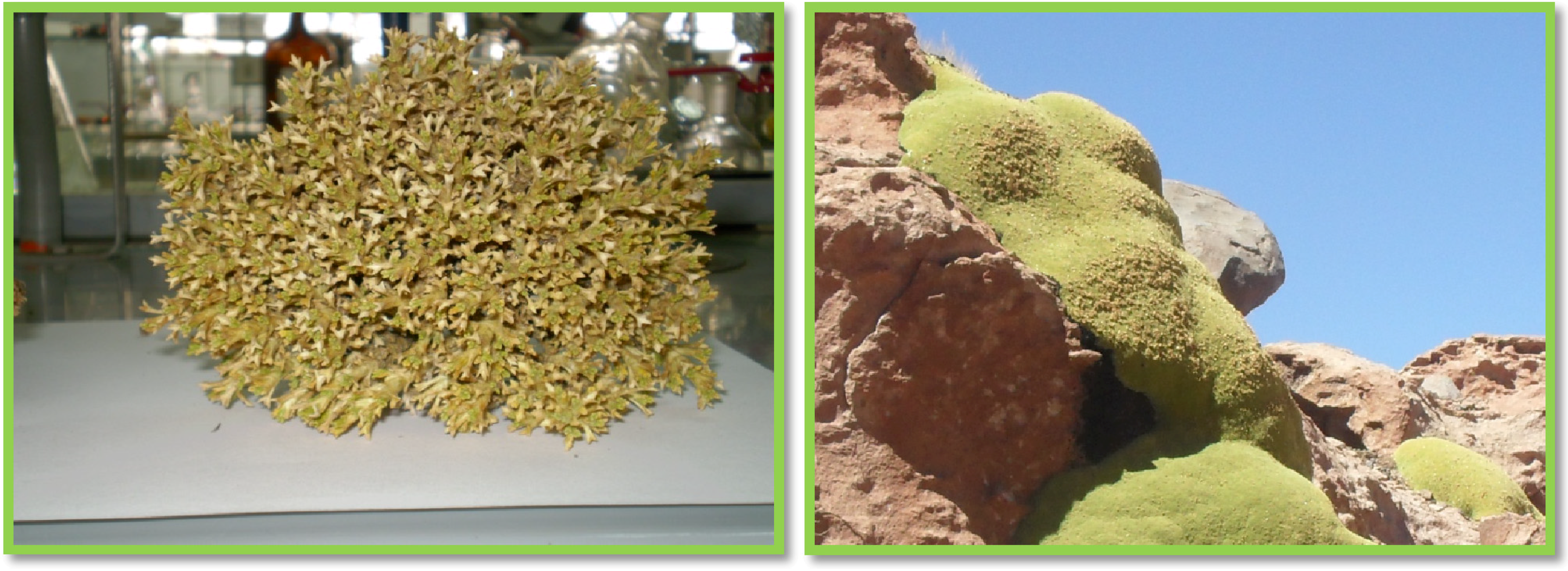 Molecules 19 03898 g001