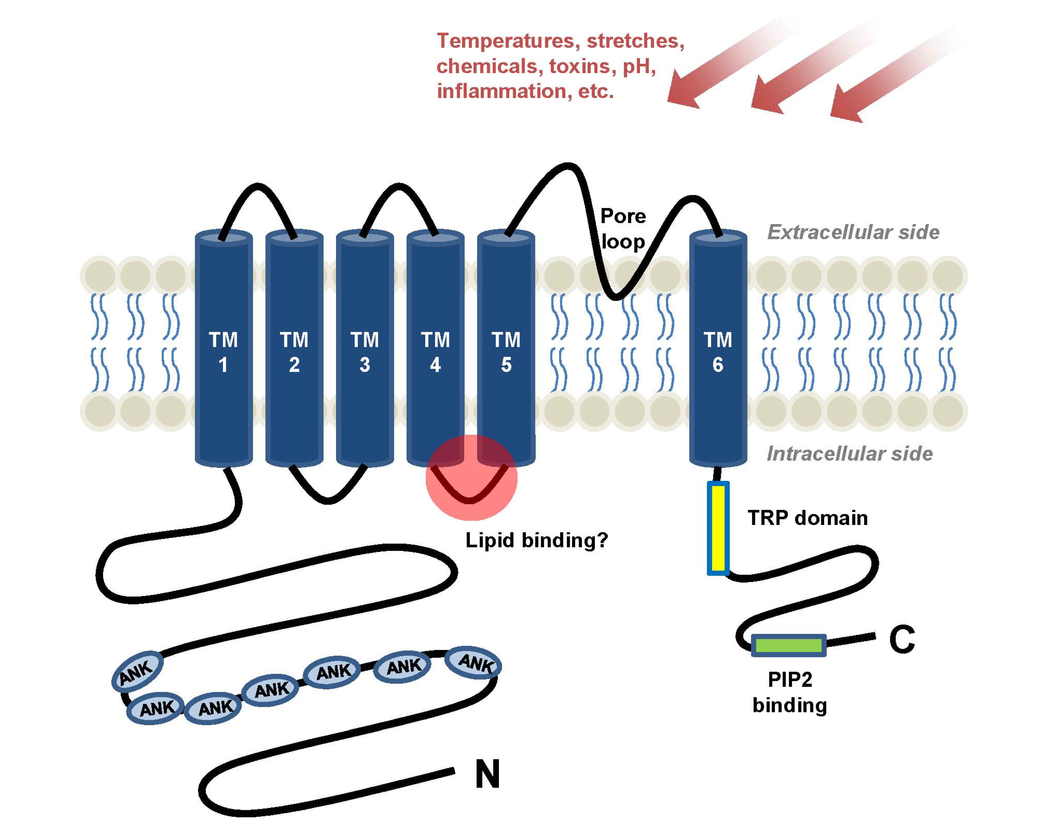 Molecules | Free Full-Text | Sensory TRP Channel Interactions with Endogenous Lipids and Their Biological Outcomes Molecules | Free Full-Text | Sensory TRP Channel Interactions with Endogenous Lipids and Their Biological Outcomes