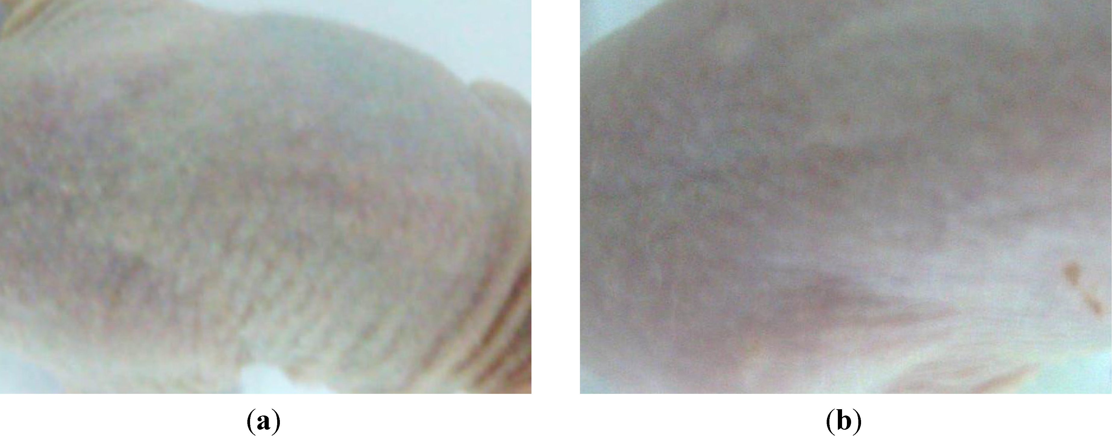 Molecules 19 04924 g013