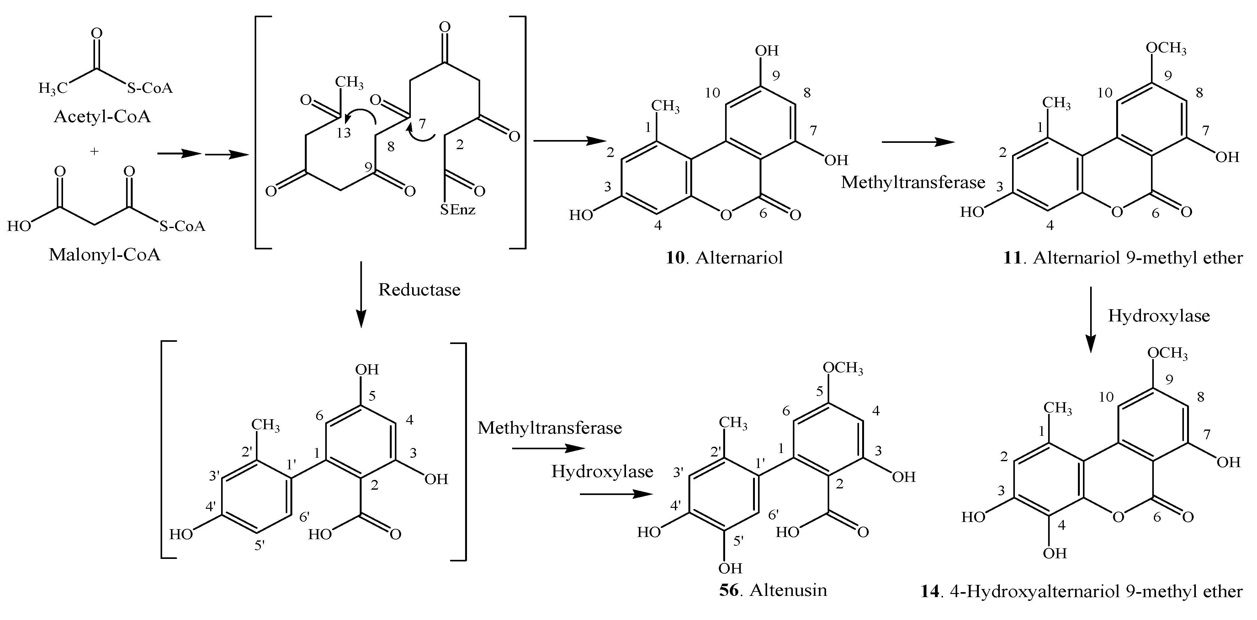 Molecules 19 05088 g008