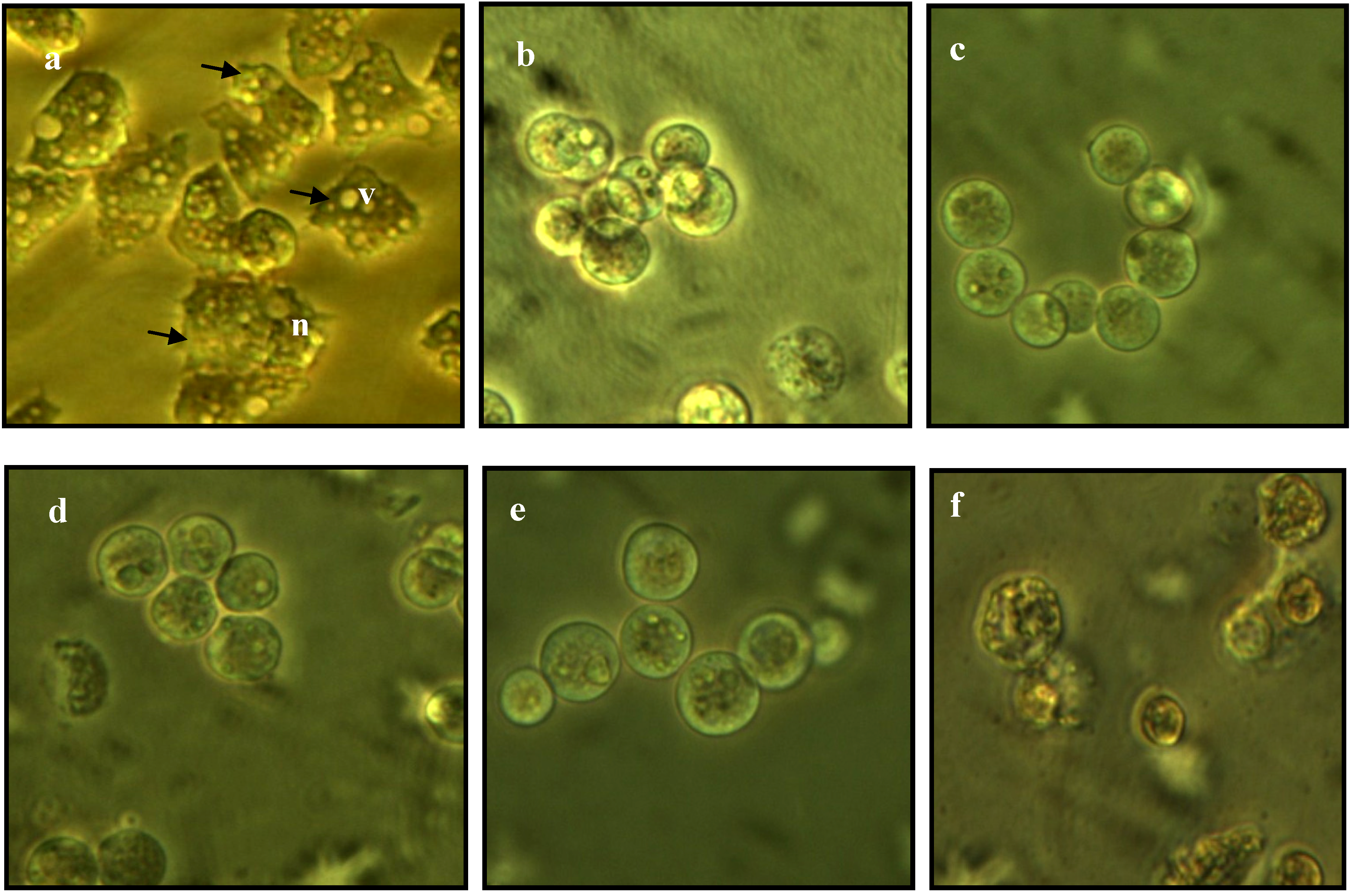 Molecules 19 05191 g002