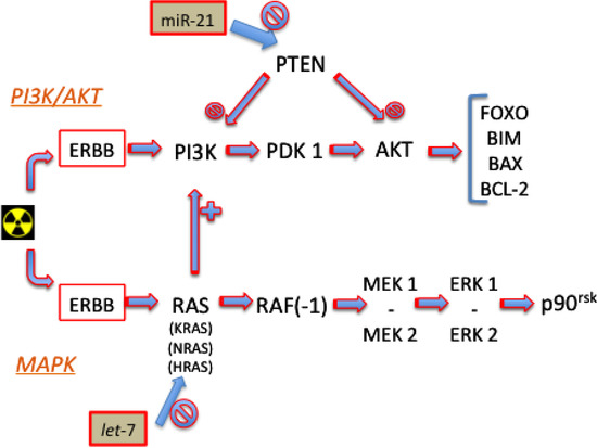 Role of MicroRNA in Response to Ionizing Radiations