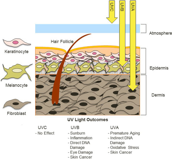 Molecules Free FullText Ultraviolet Radiation, Aging and the Skin