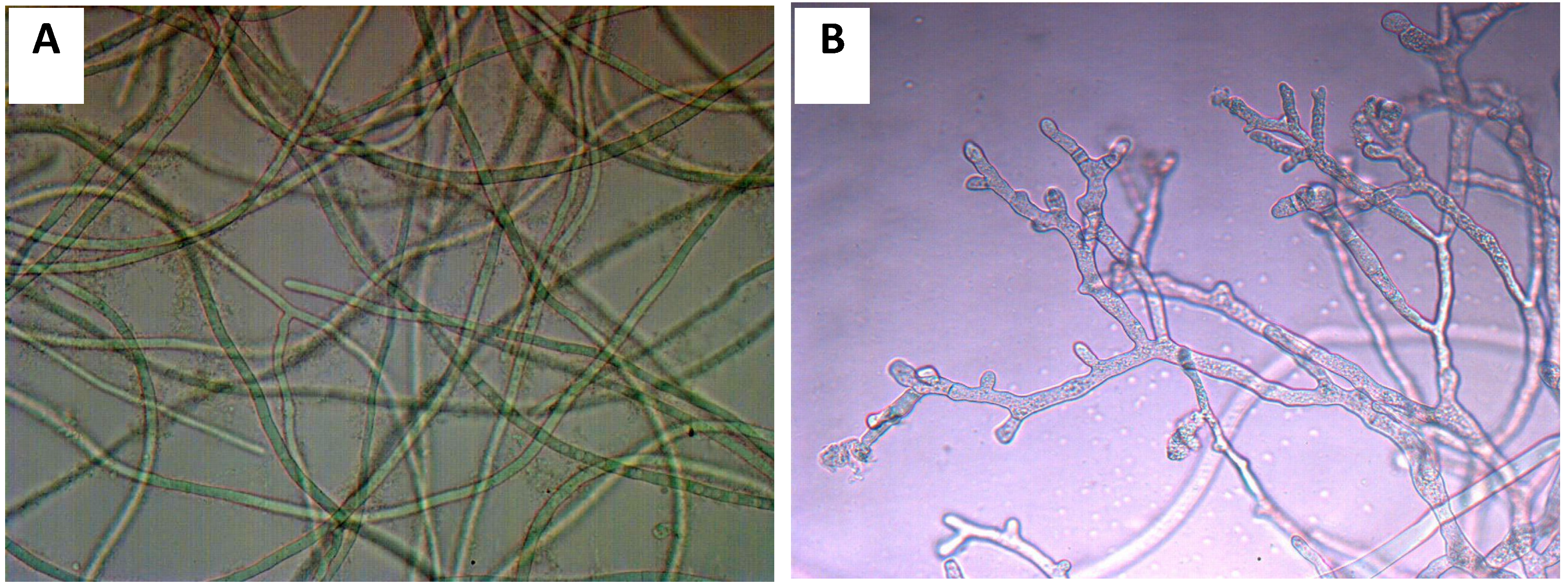 Molecules 19 07568 g005
