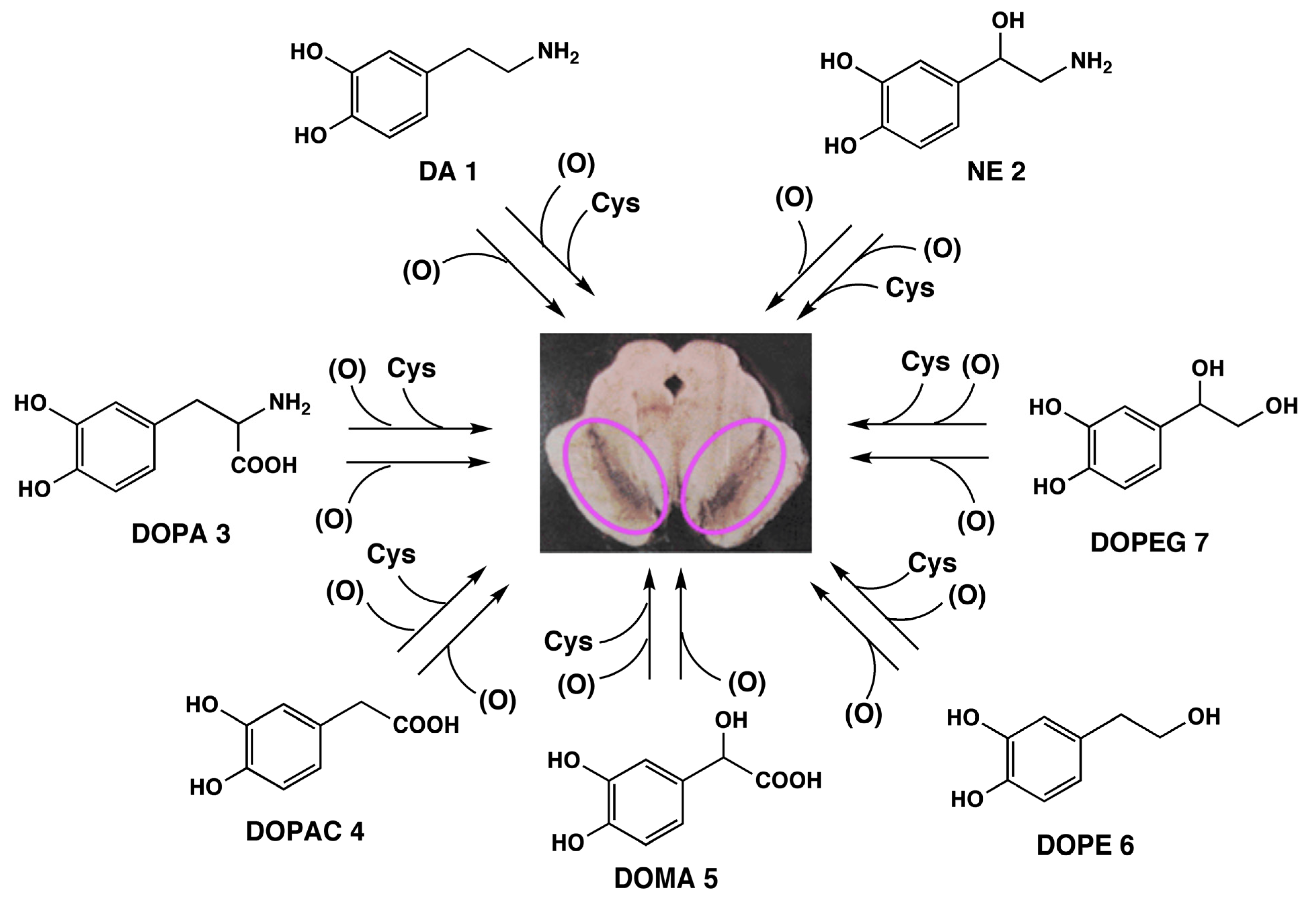 Molecules 19 08039 g001 550