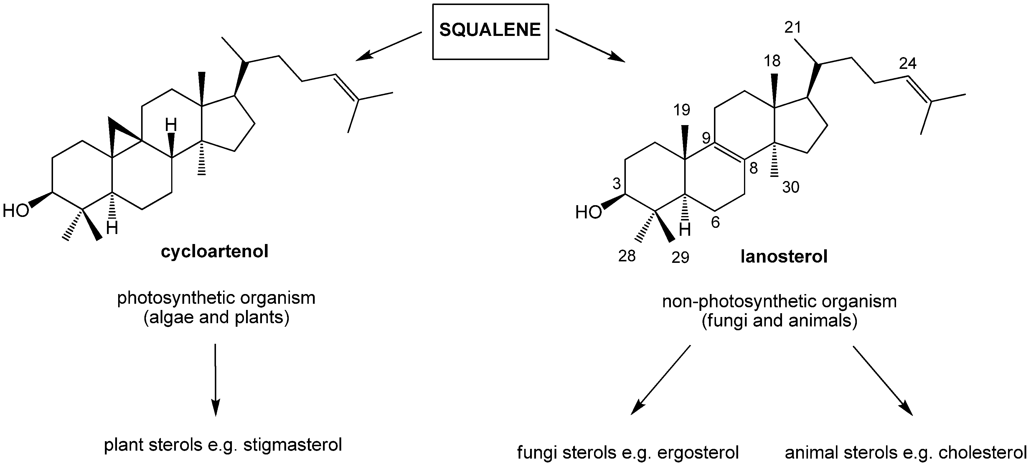 Molecules 19 09419 g006
