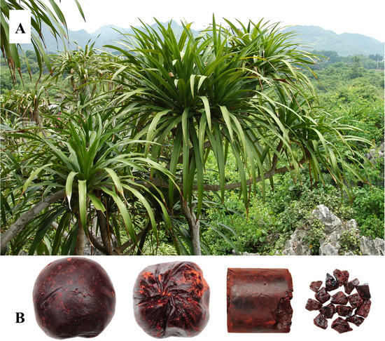 Molecules Free Full Text A Systematic Review Of The Botanical Phytochemical And Pharmacological Profile Of Dracaena Cochinchinensis A Plant Source Of The Ethnomedicine Dragon S Blood Html