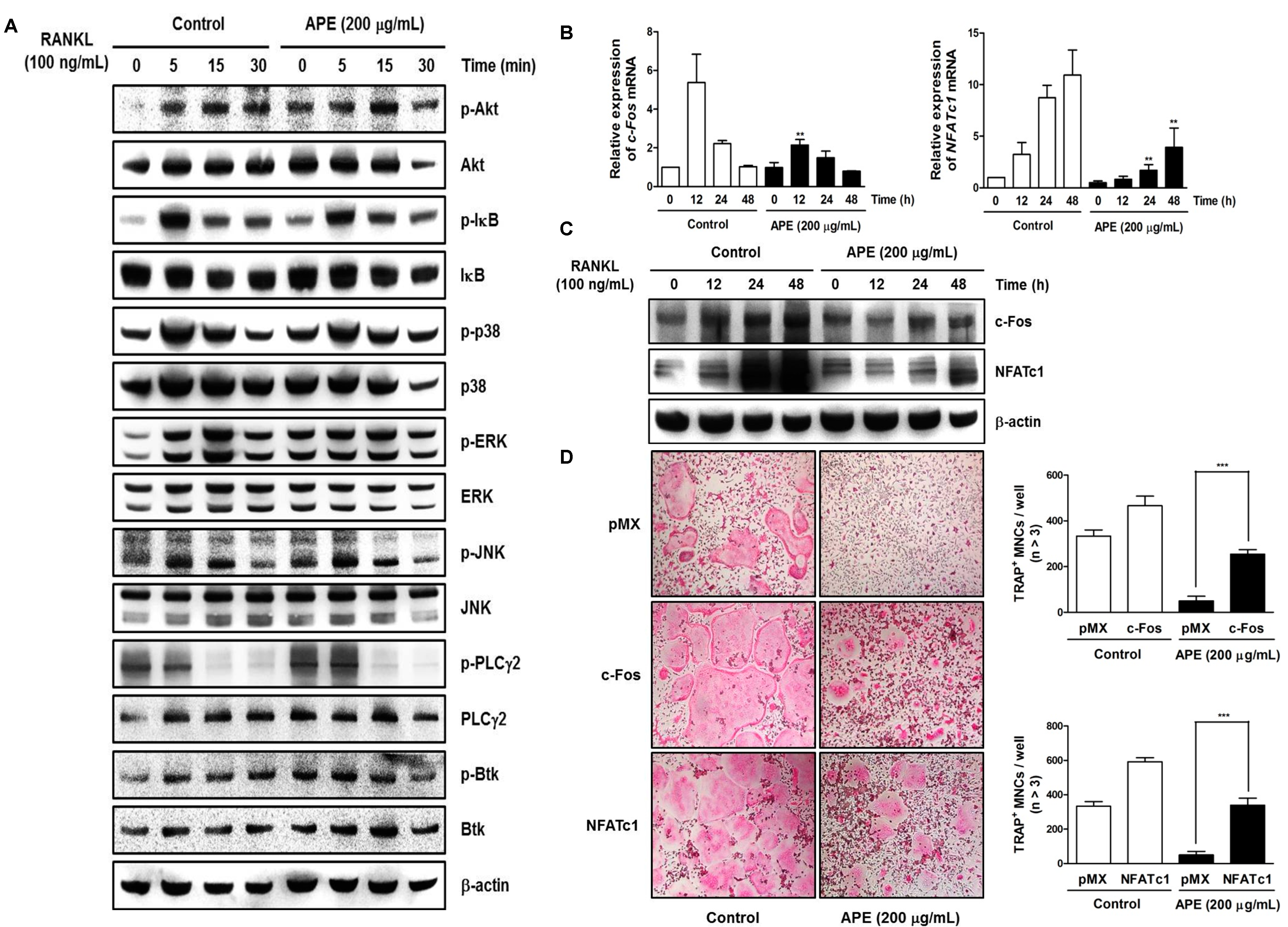 Molecules 19 11628 g004 550