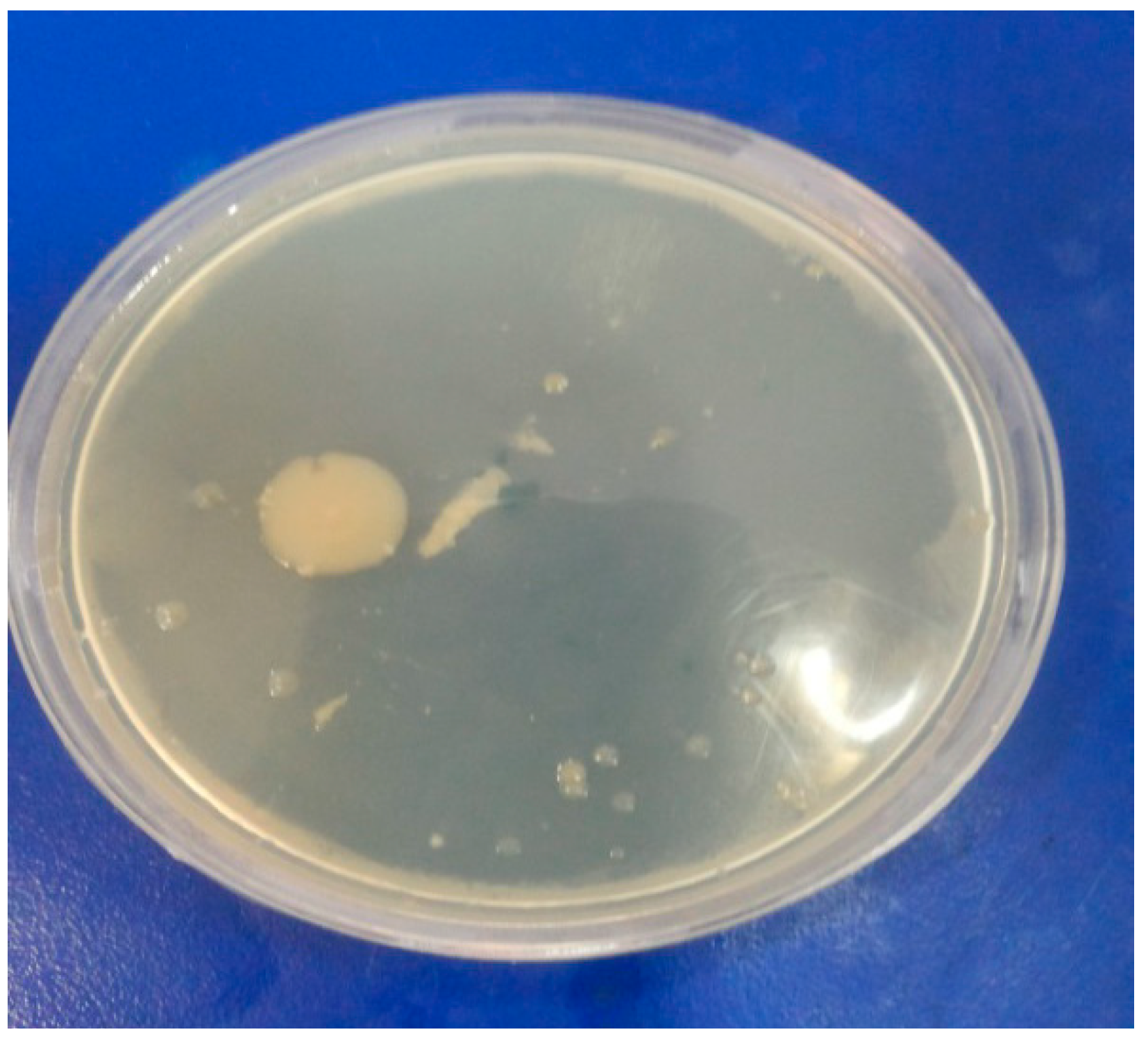 Molecules 19 13093 g004