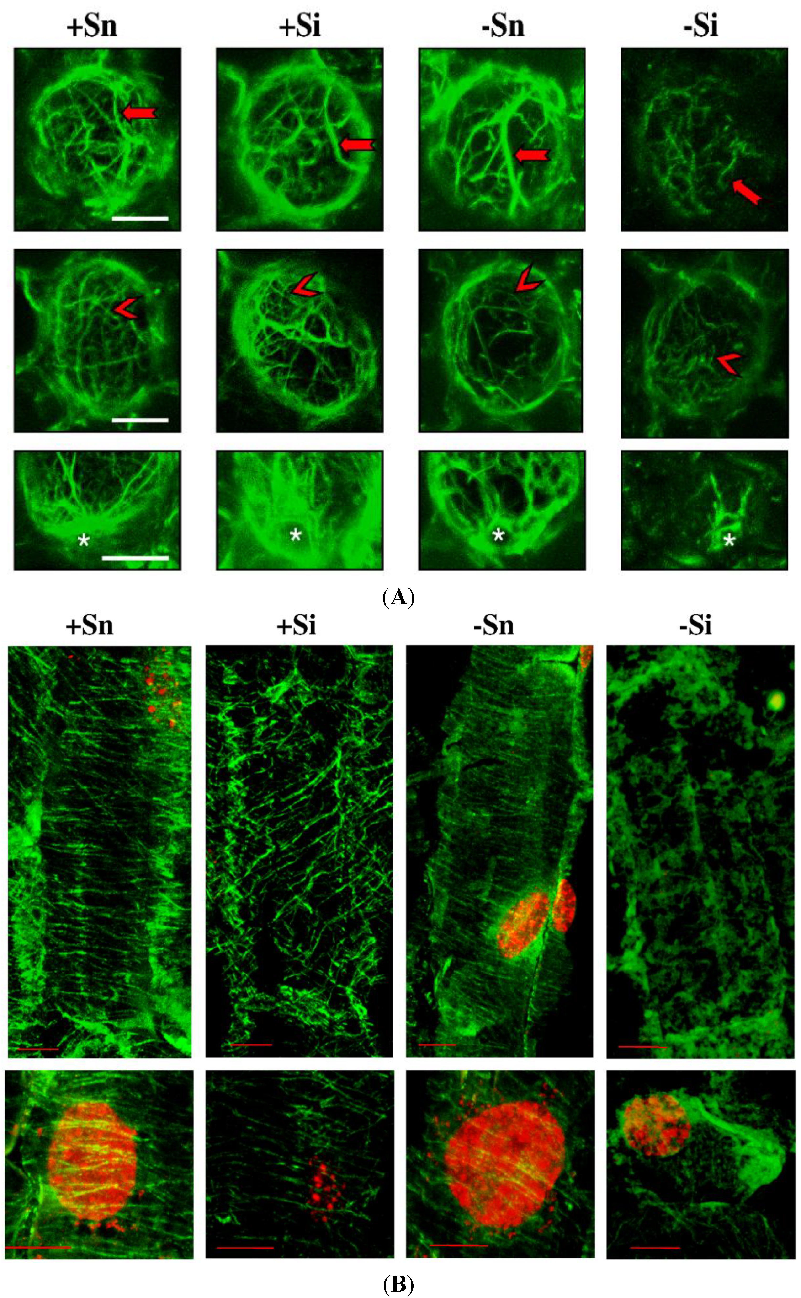 Molecules 19 13392 g007