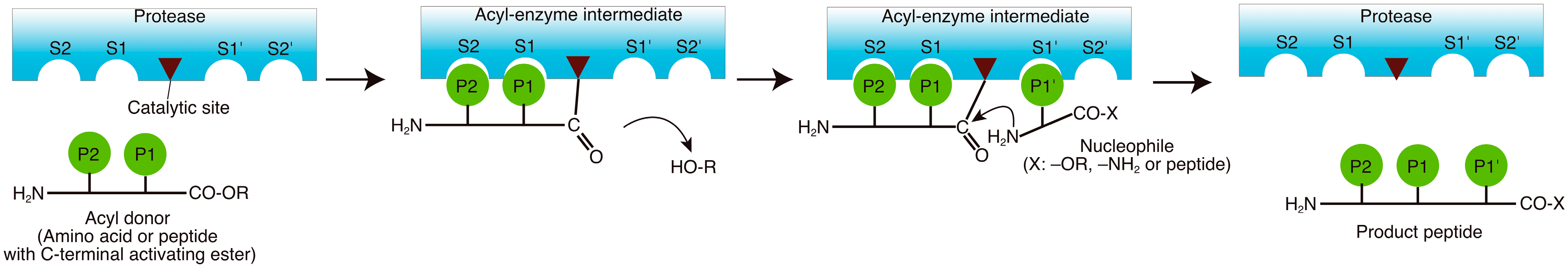 Molecules 19 13755 g001