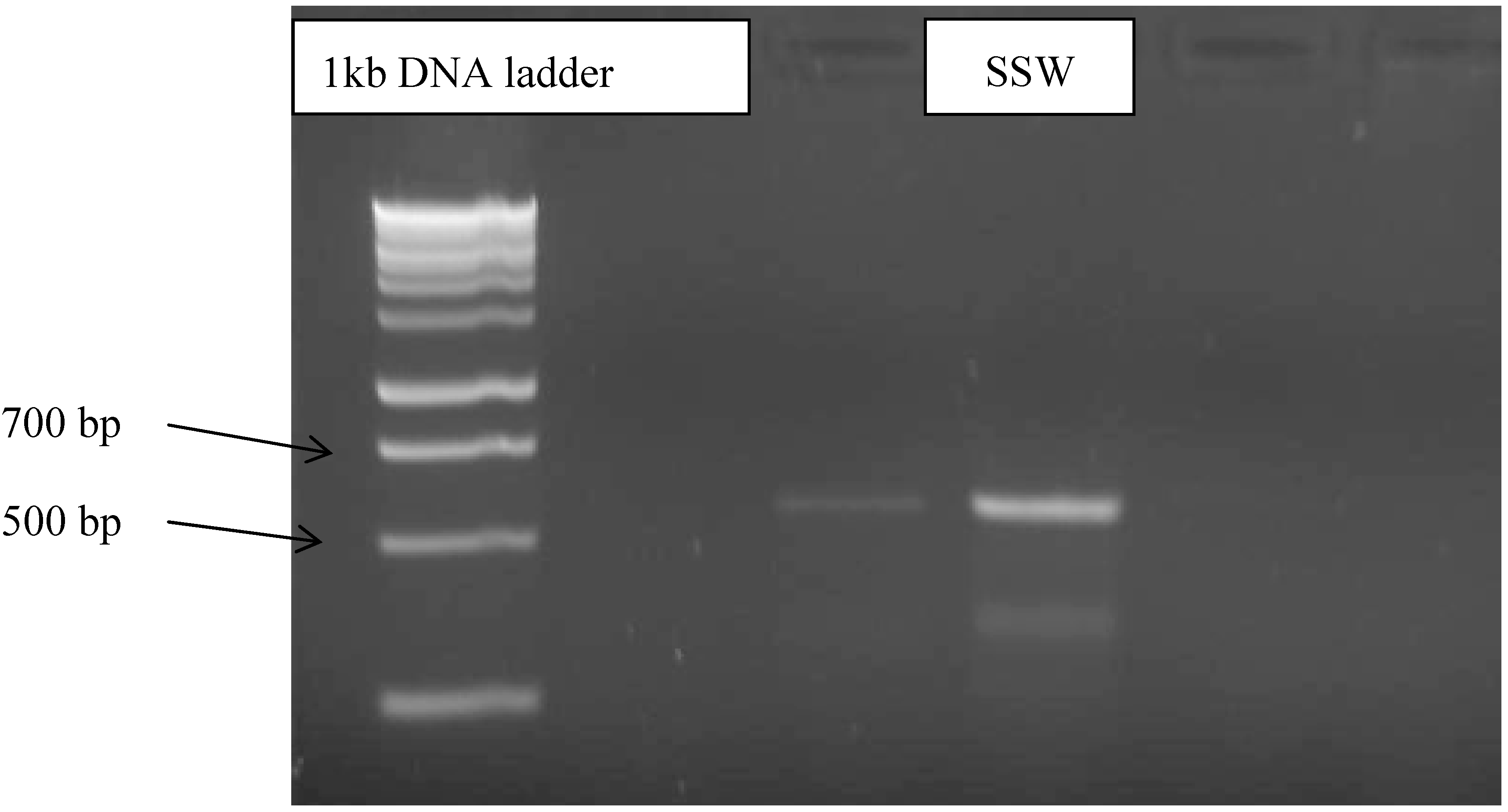 Molecules 19 13775 g005