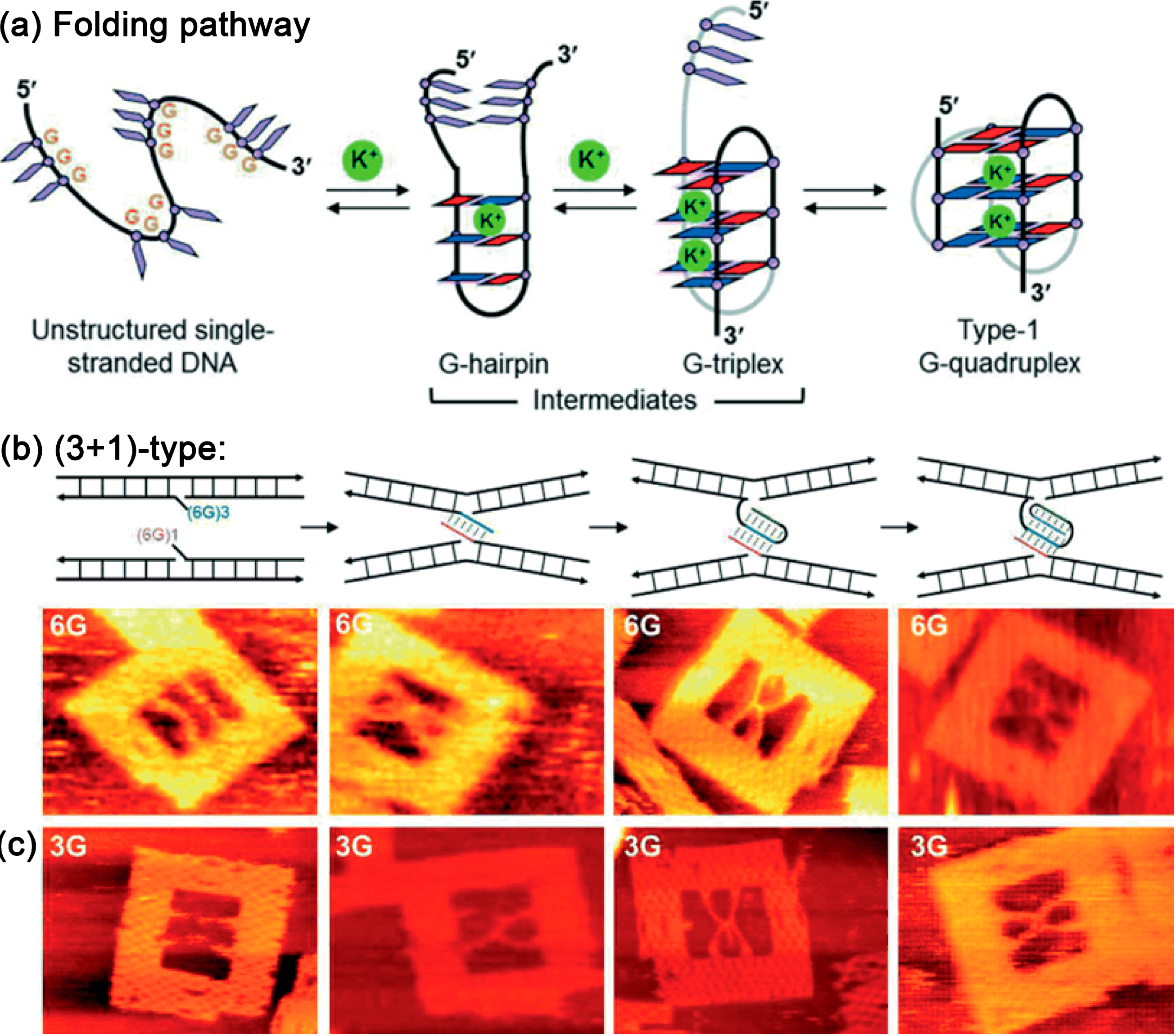 Molecules 19 13803 g010