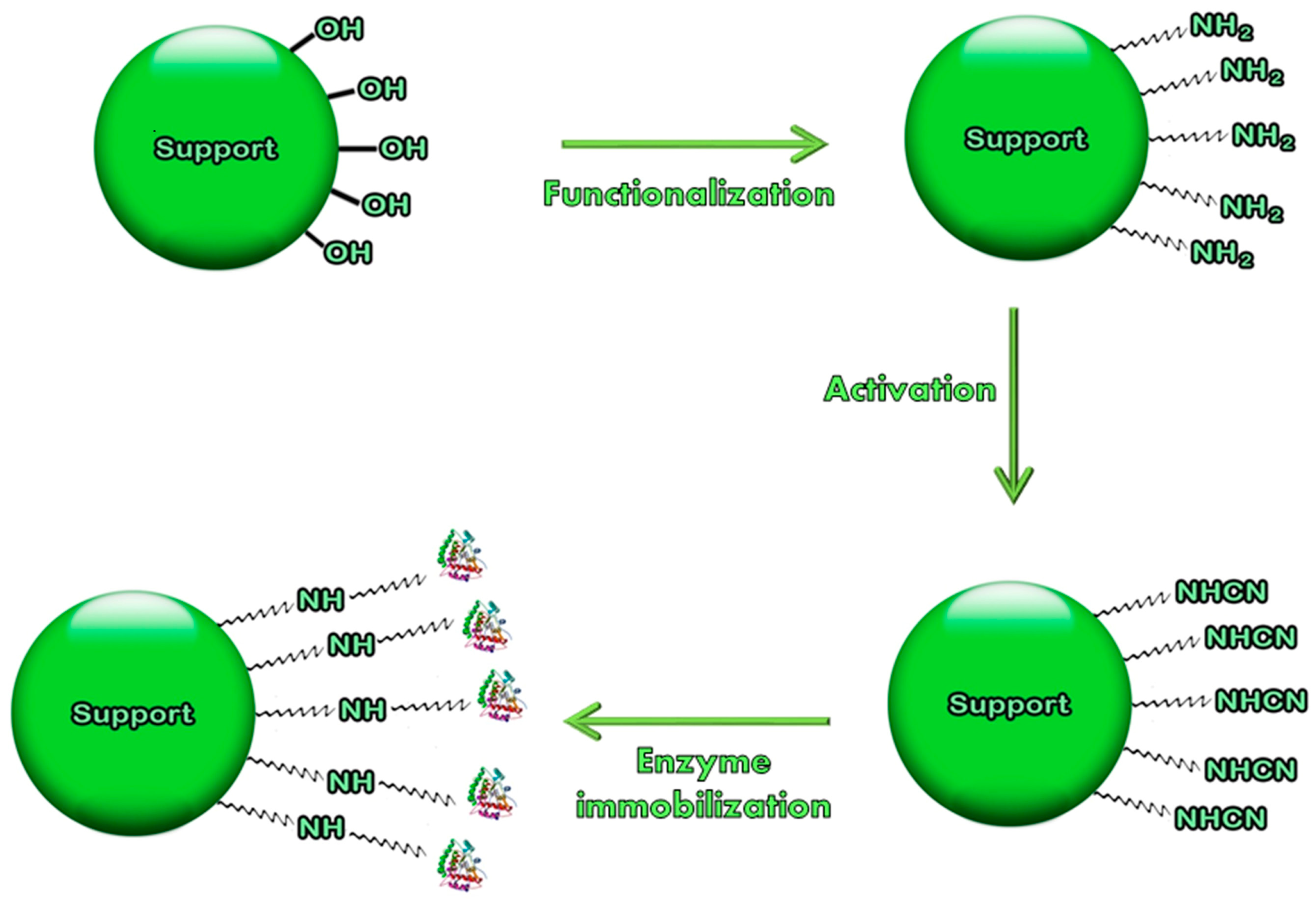 Molecules Free Full Text Inorganic Materials As Supports For Covalent Enzyme Immobilization Methods And Mechanisms