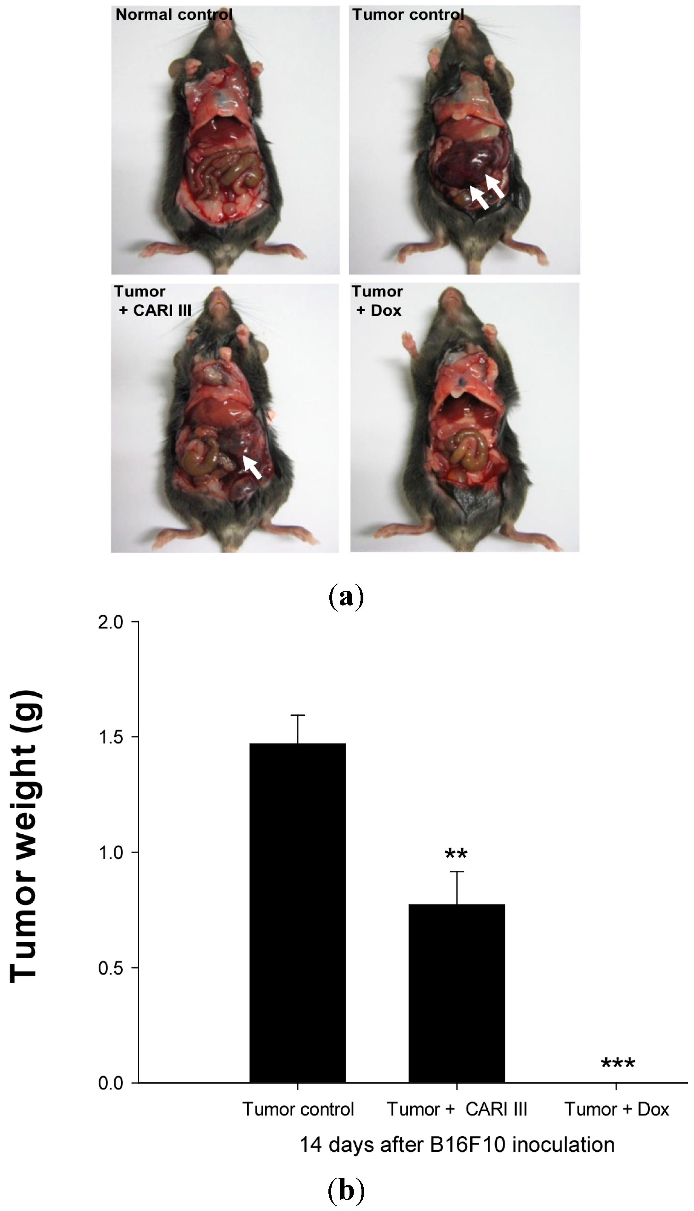 mouse melanoma tumor molecules bearing growth g1