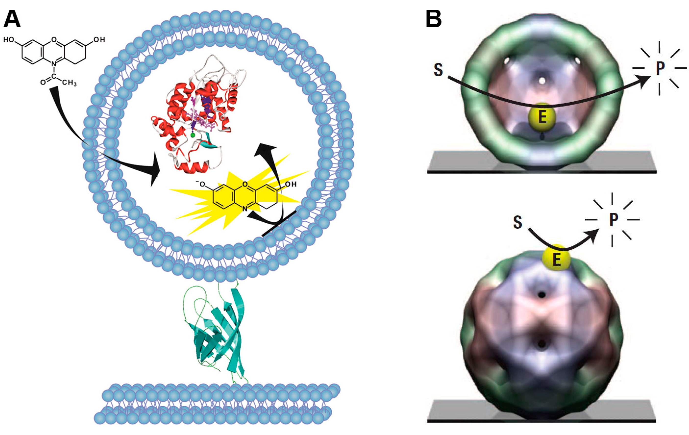 Molecules 19 14417 g003