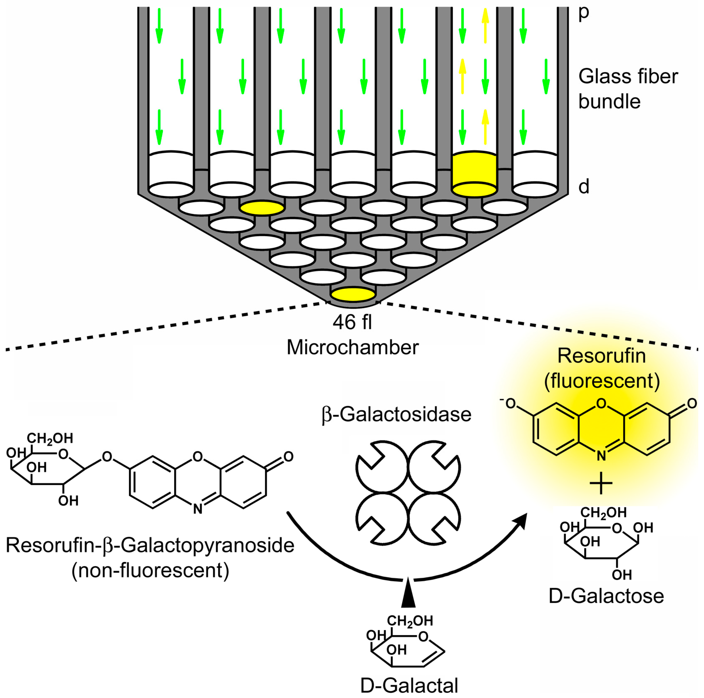 Molecules 19 14417 g005