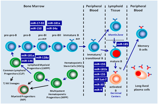 Molecules Free Full Text Challenges And Opportunities Of Micrornas In Lymphomas Html Molecules Free Full Text Challenges And Opportunities Of Micrornas In Lymphomas Html