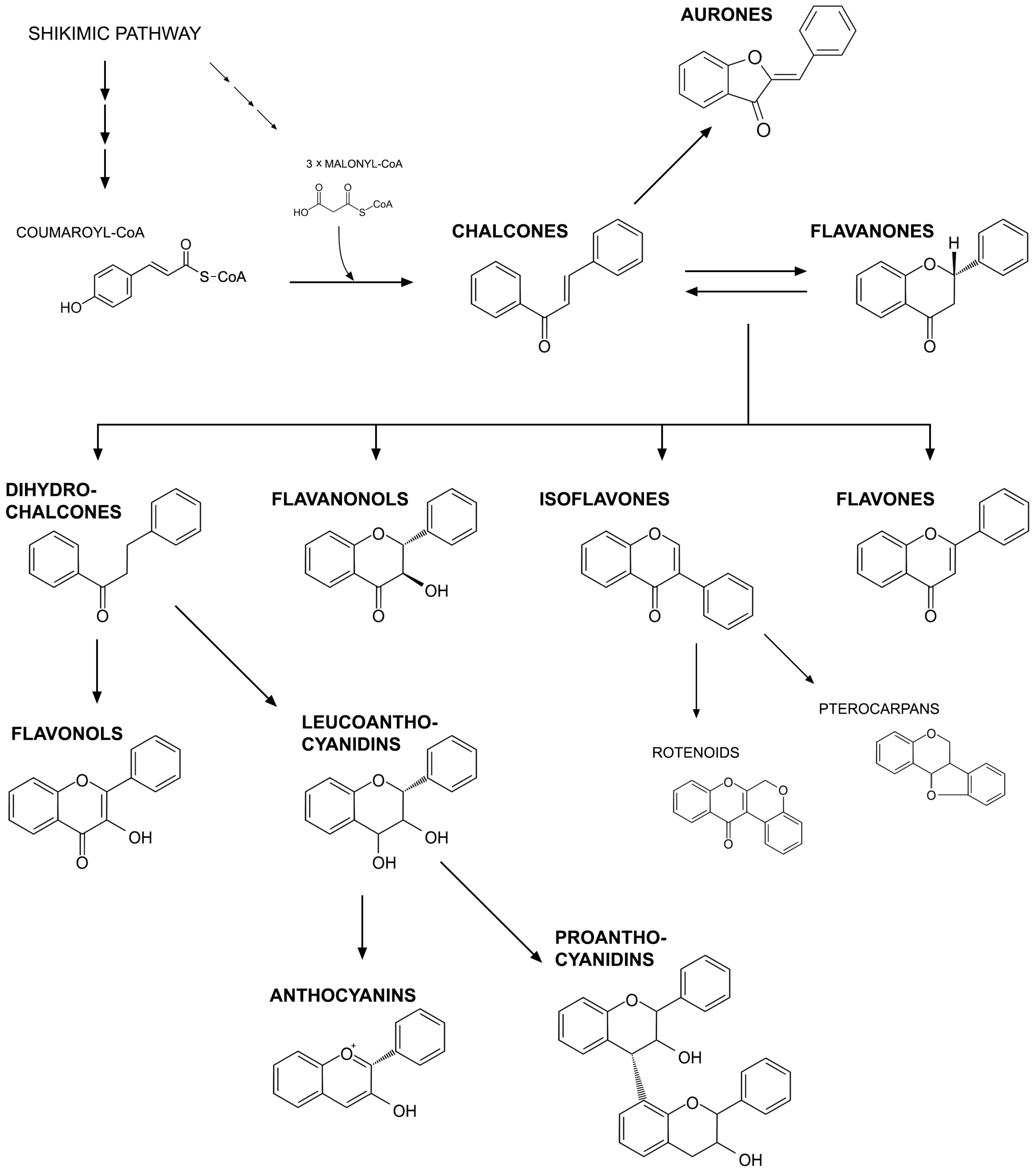 Molecules Free FullText Flavonoids as Important Molecules of Plant