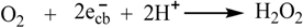 Molecules 19 16291 i004