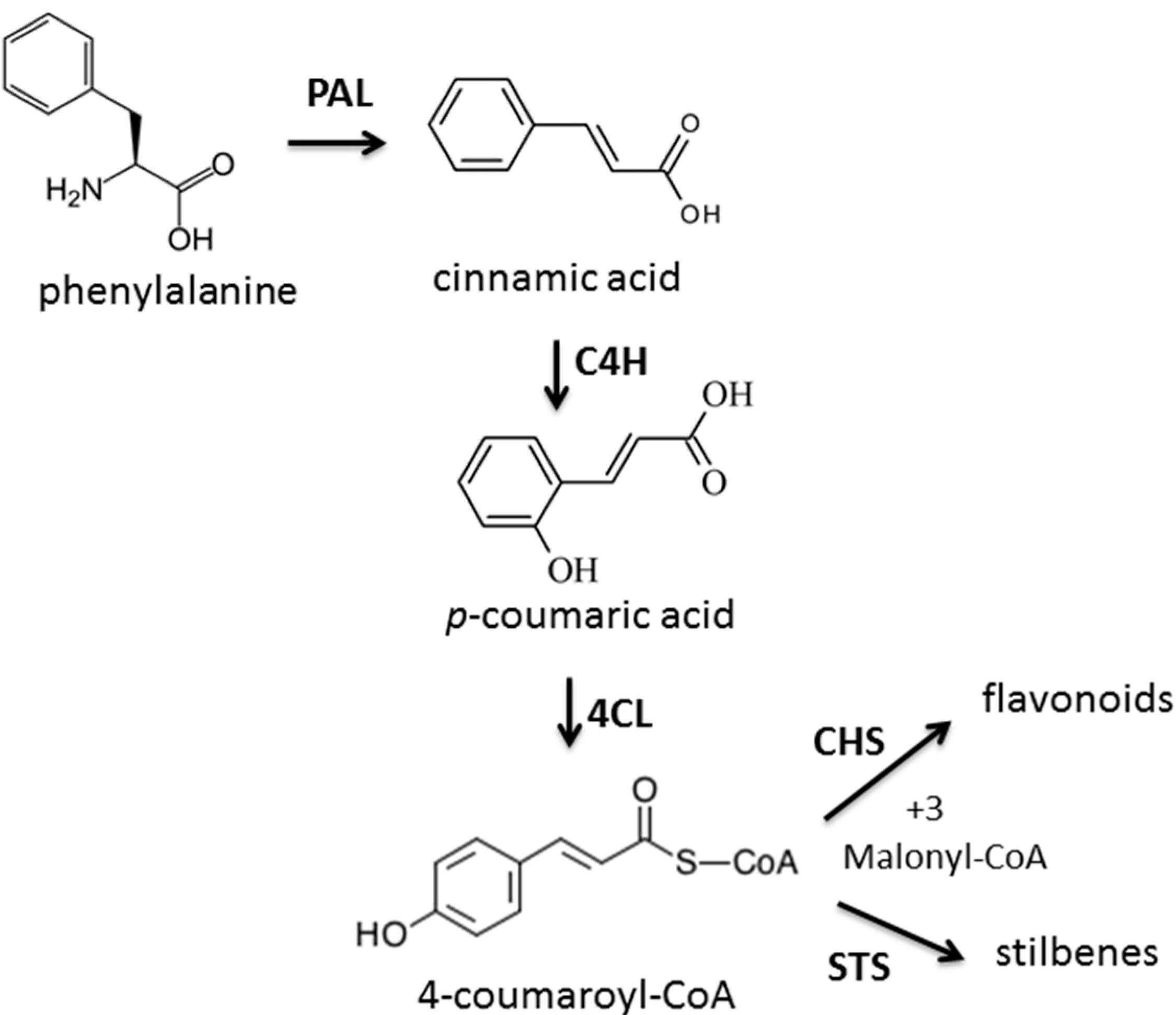 Molecules 19 17632 g002