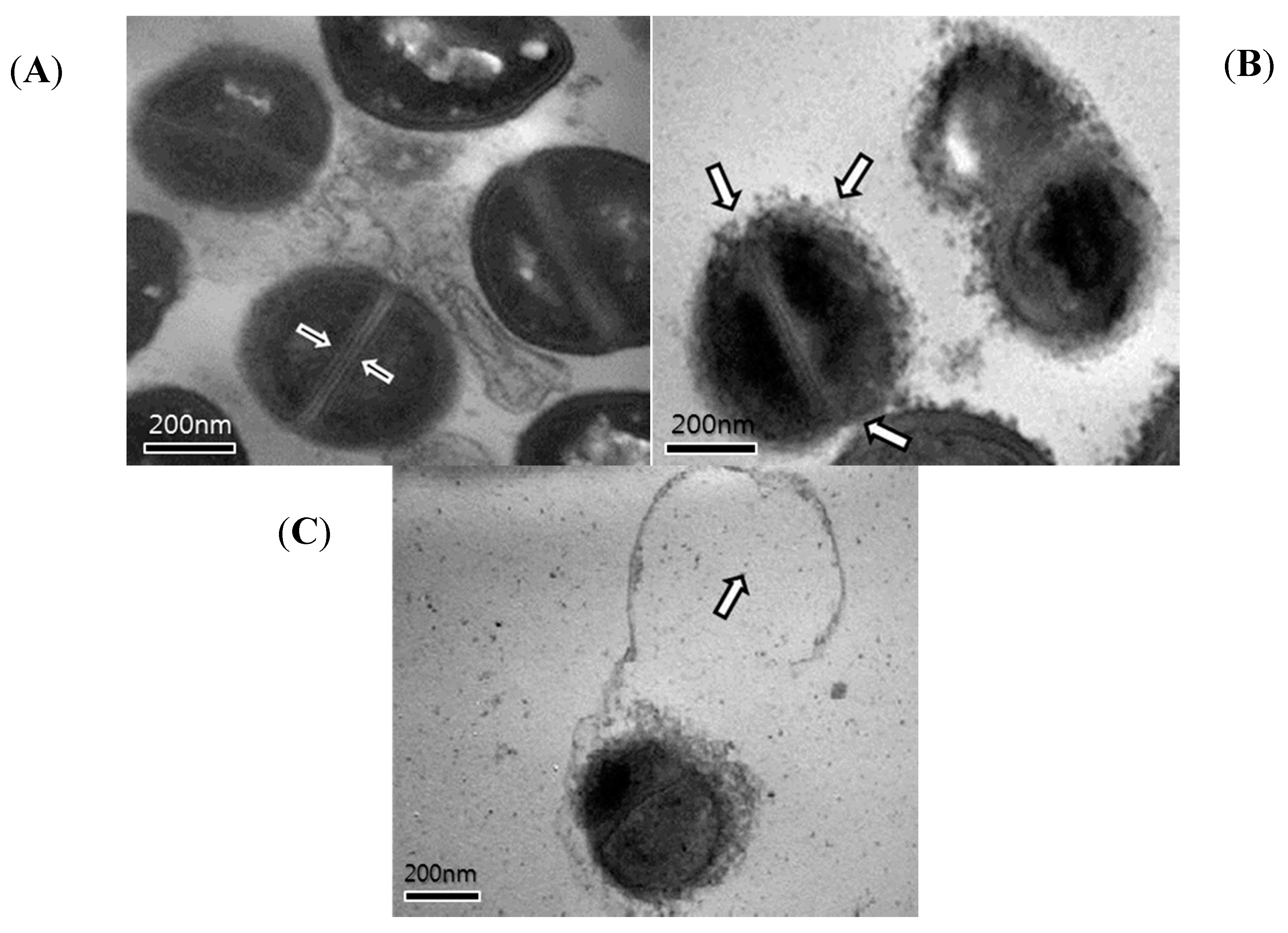 Molecules 19 18283 g006