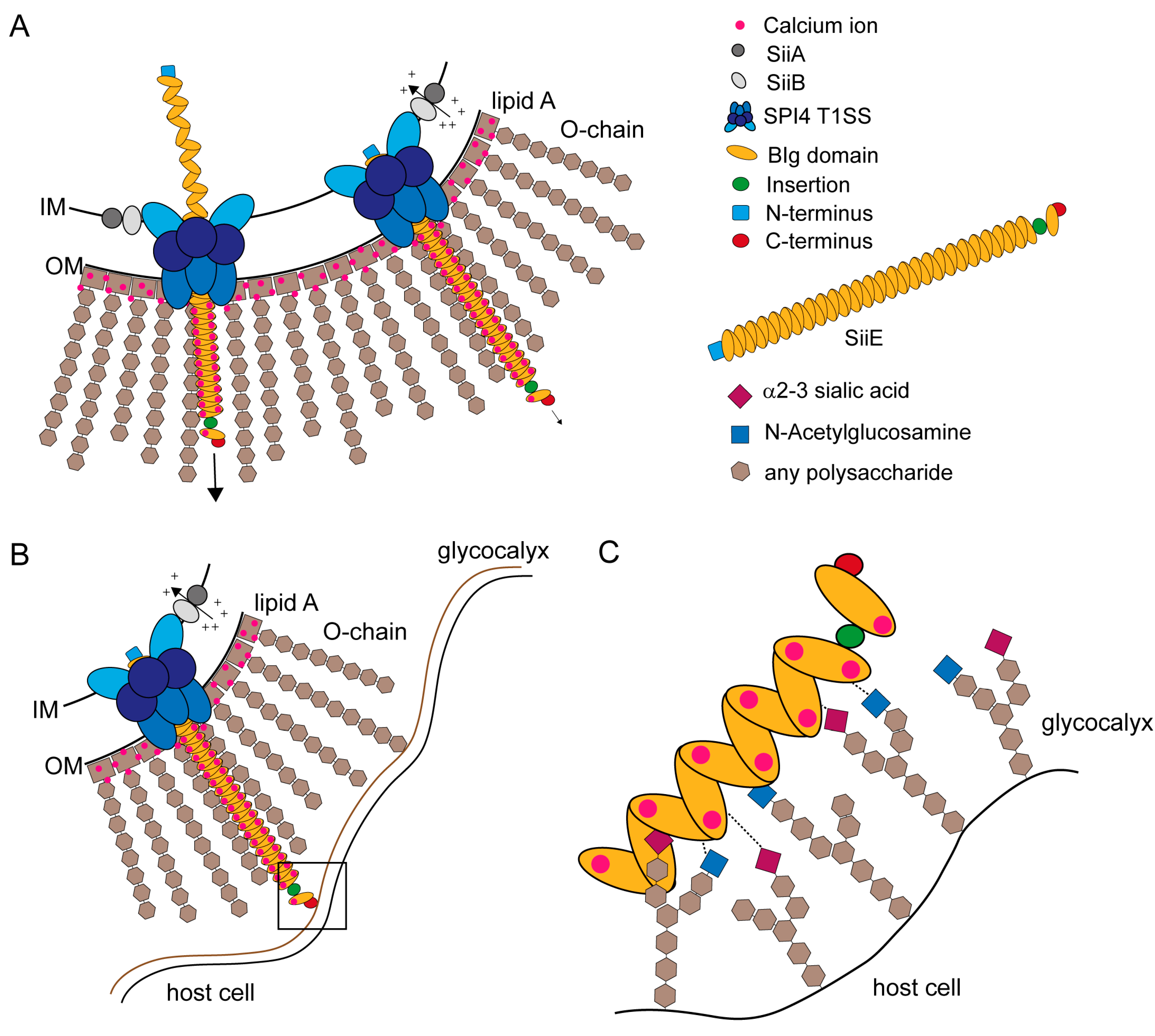 Molecules 20 01134 g005