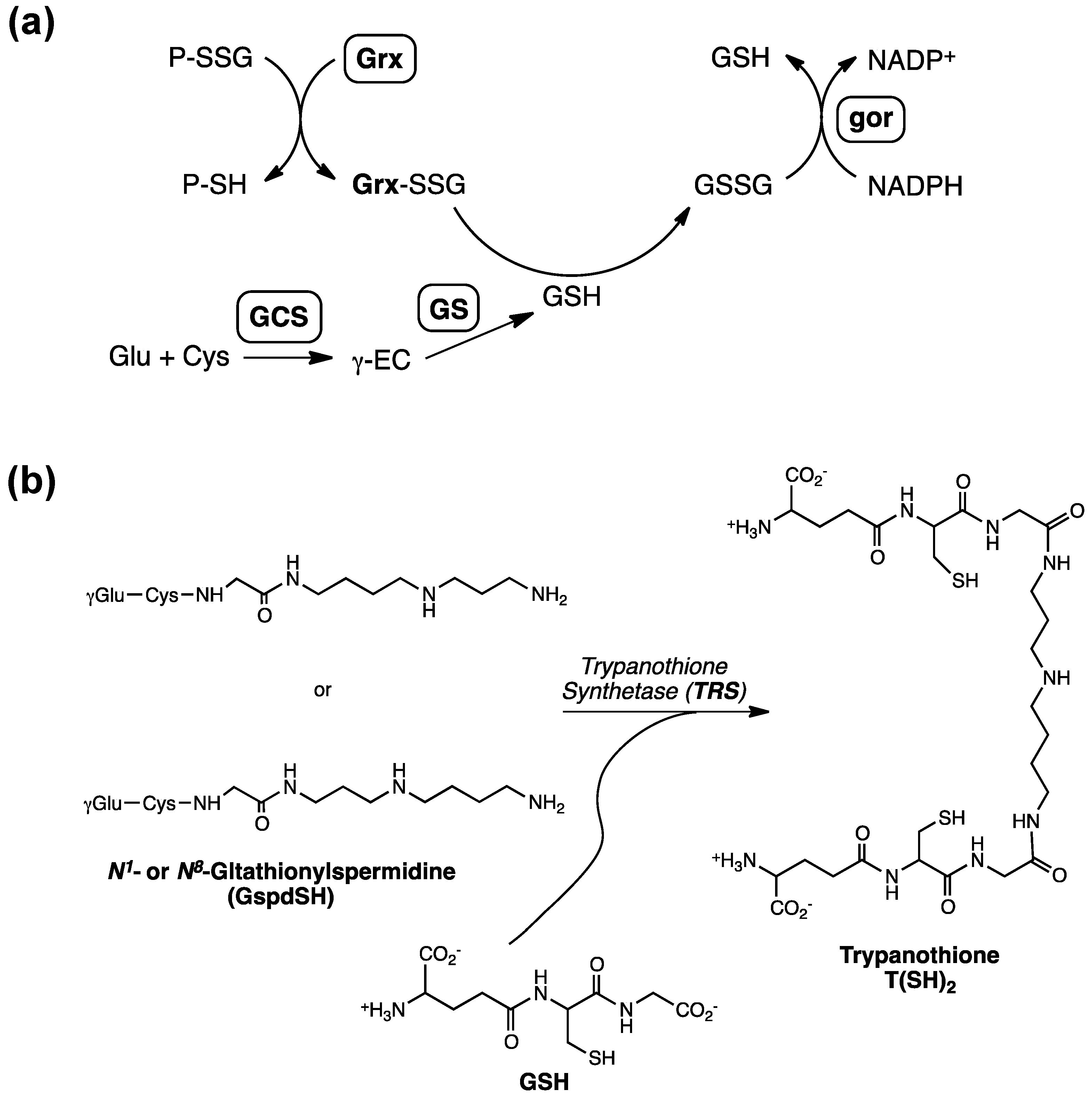 Molecules 20 01452 g001