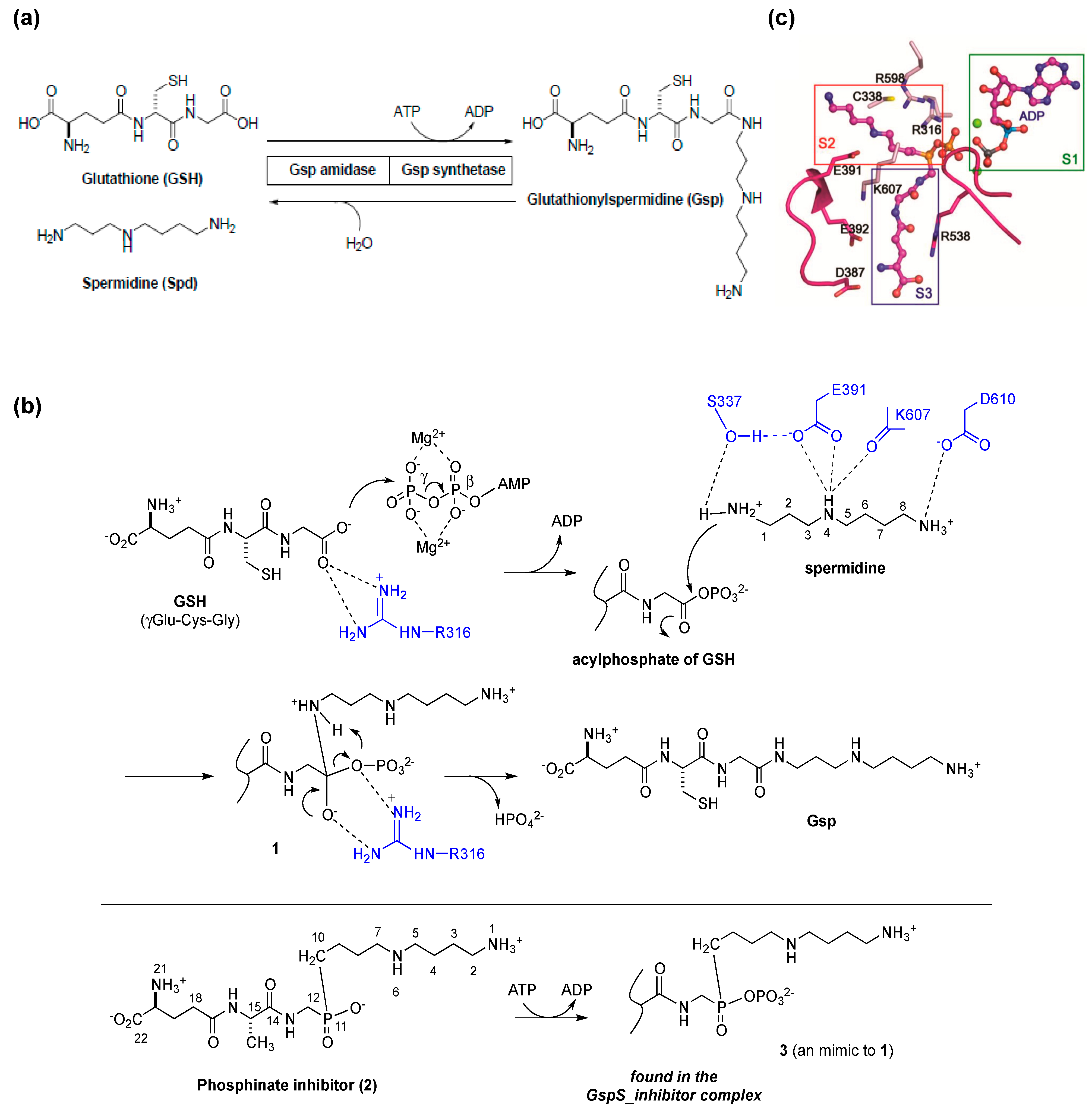 Molecules 20 01452 g002