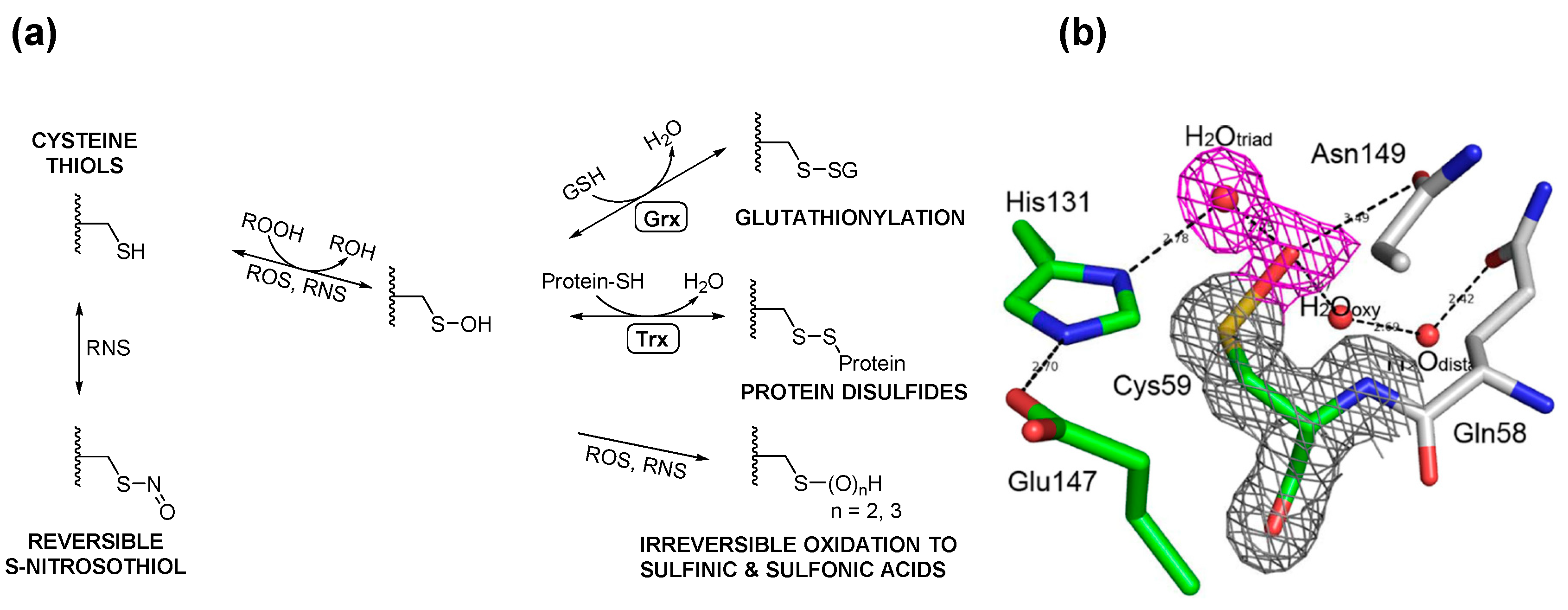 Molecules 20 01452 g003a