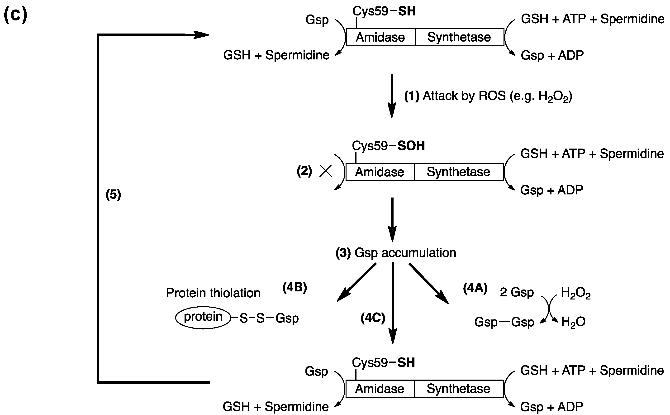 Molecules 20 01452 g003b