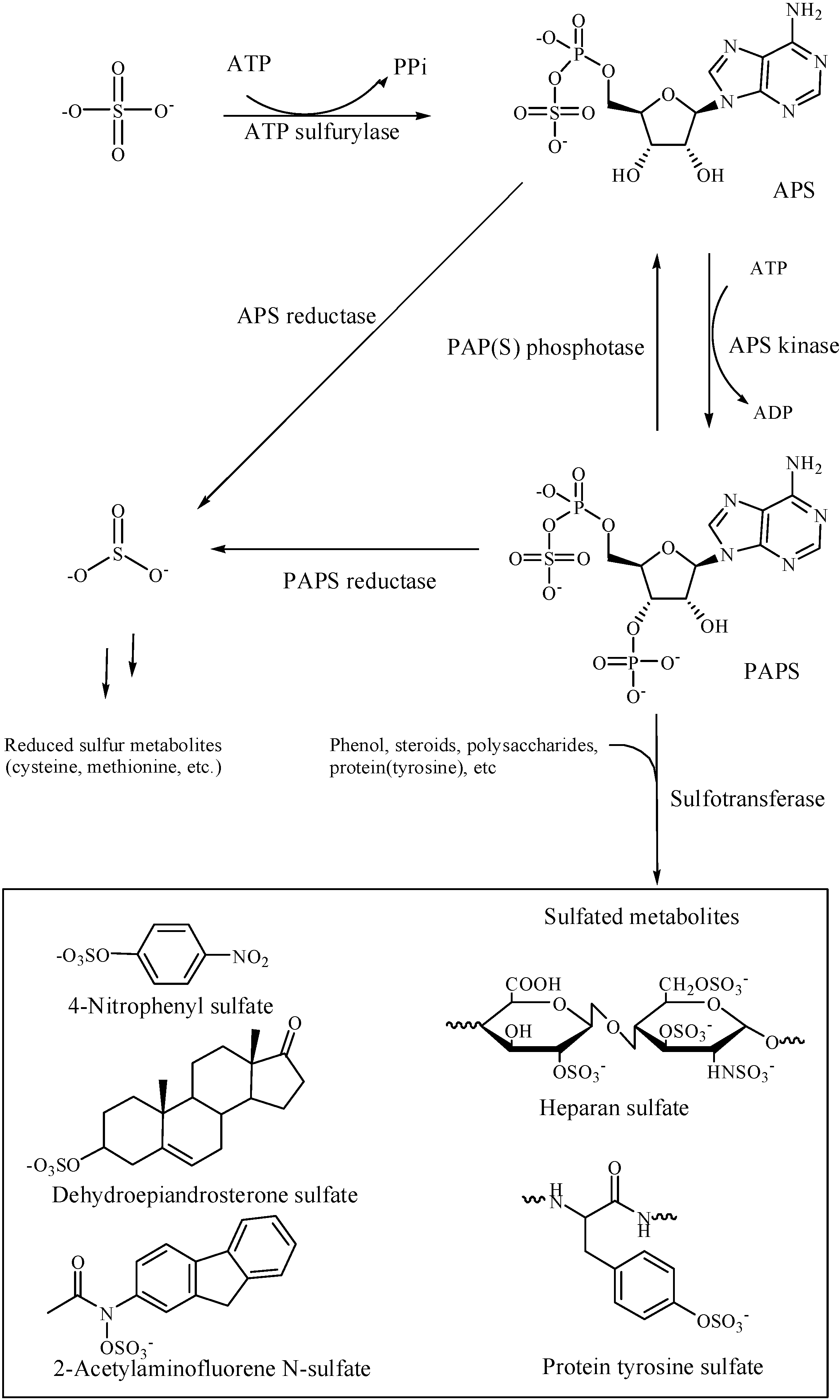 Molecules 20 02138 g001